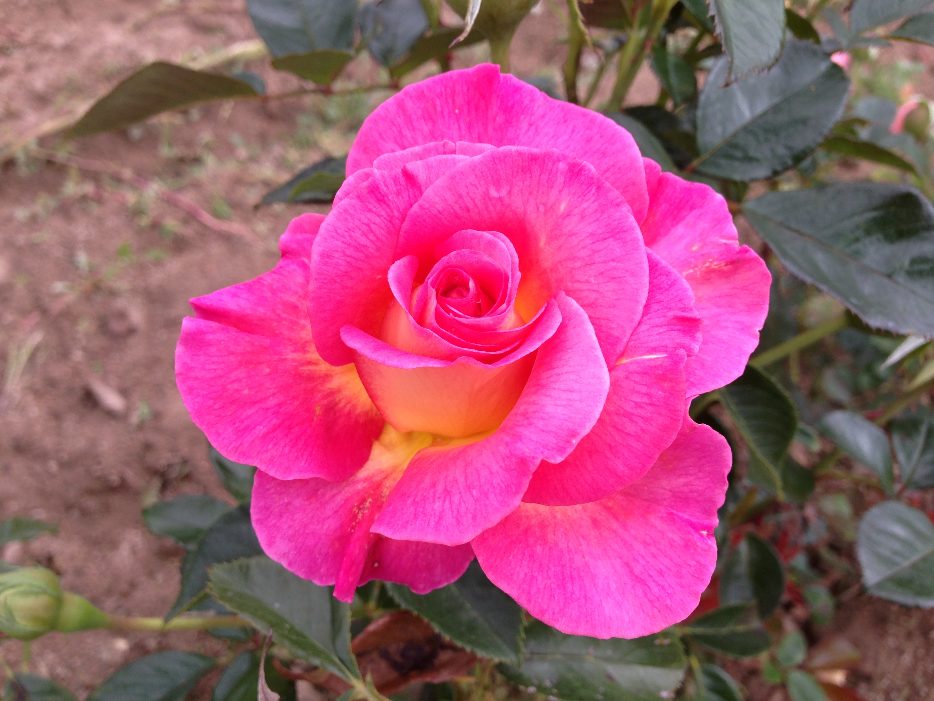 Teahibrid Rózsa - Pink Paradise®
