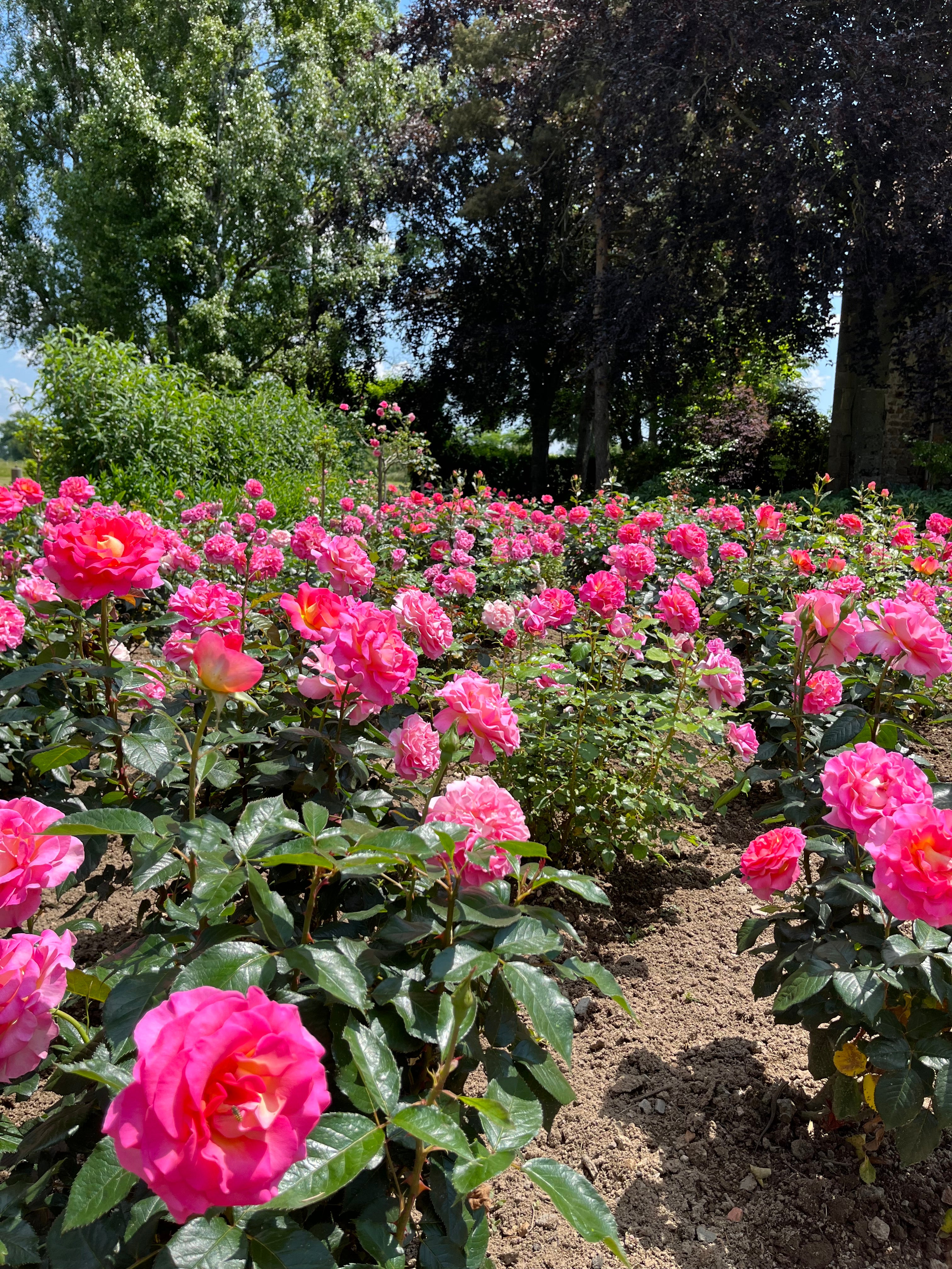 Teahibrid Rózsa - Pink Paradise®