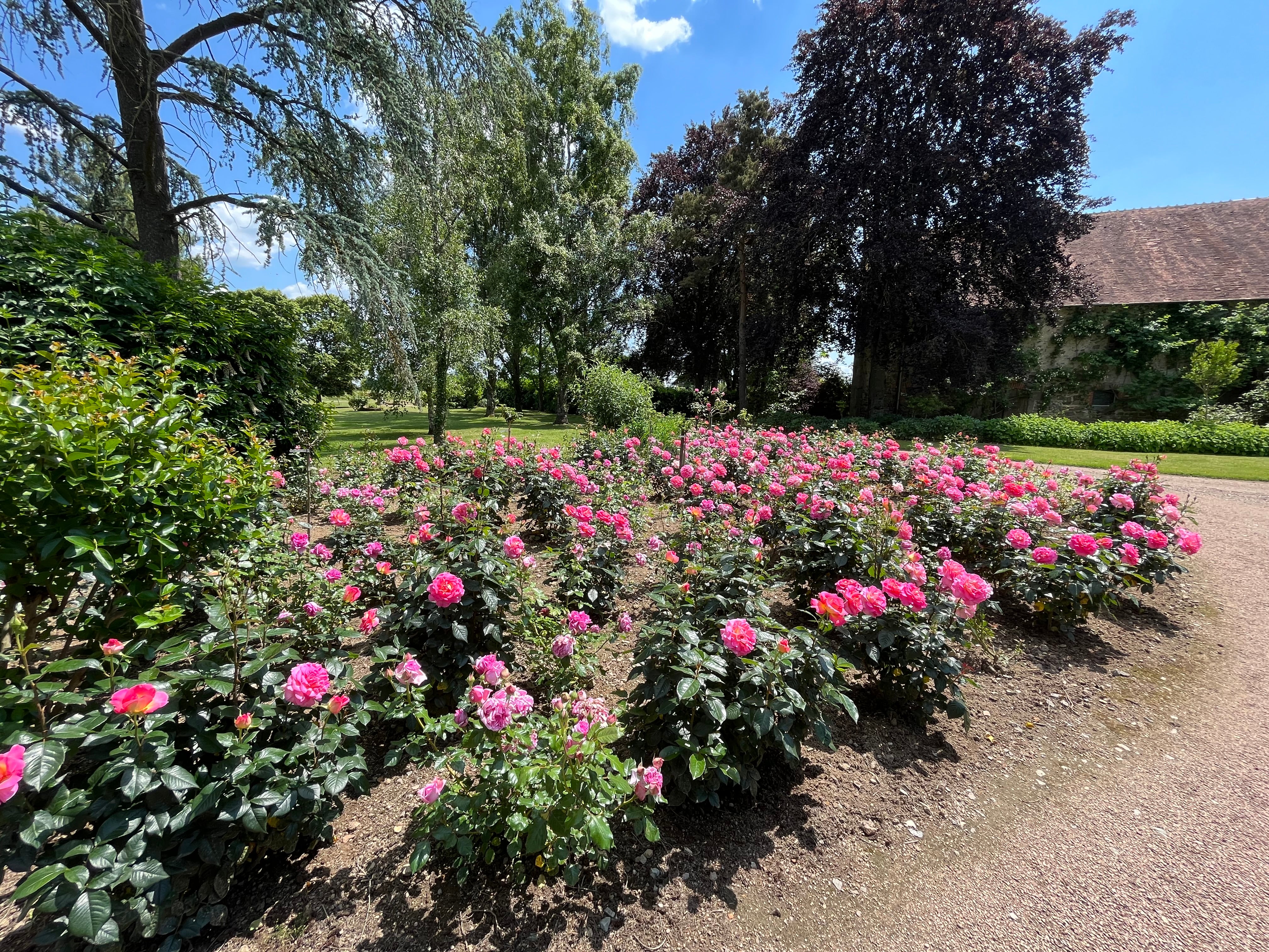 Teahibrid Rózsa - Pink Paradise®