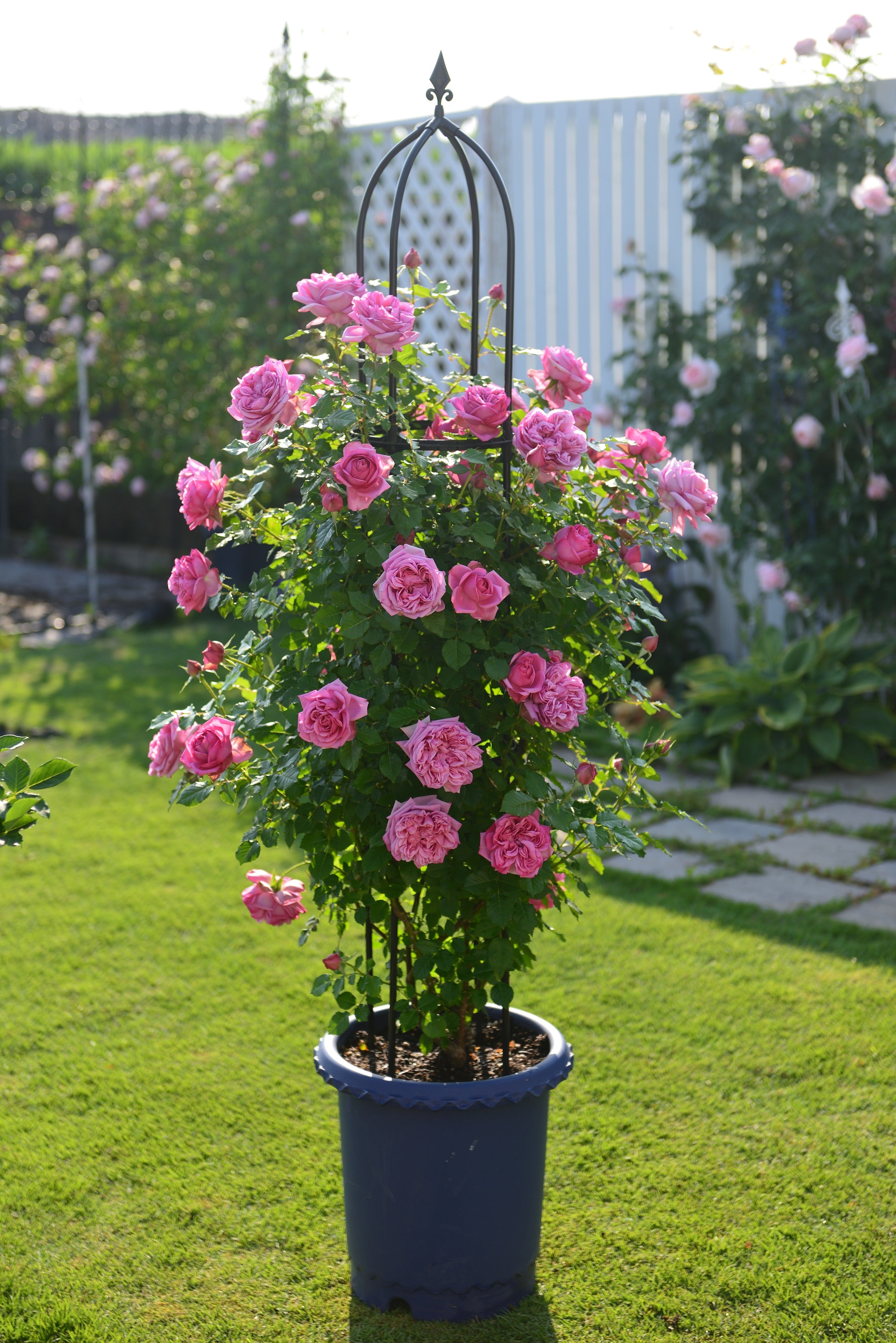 Teahibrid Rózsa - Pompadour®