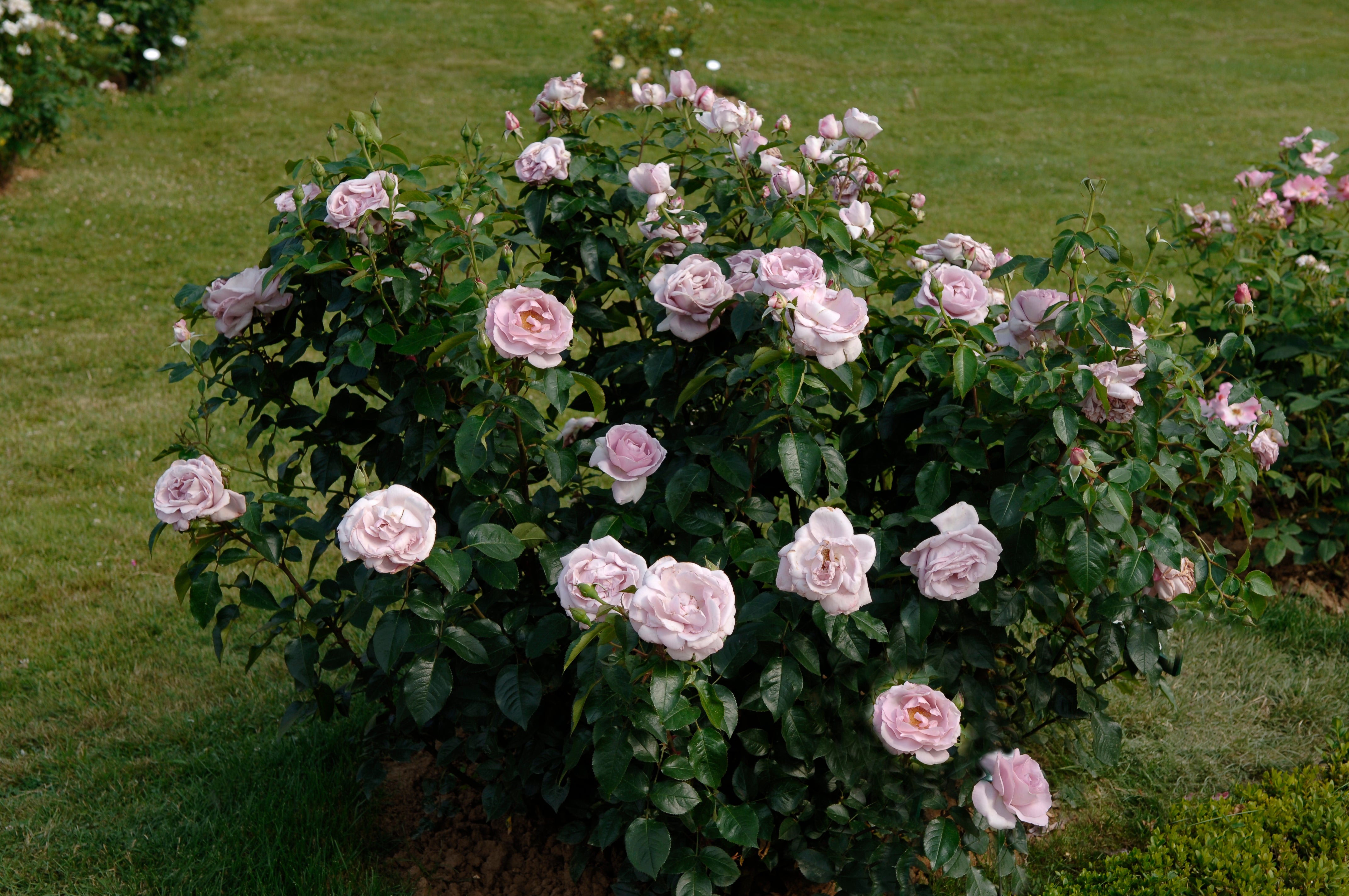 Floribunda Rózsa - Synactif by Shiseido®