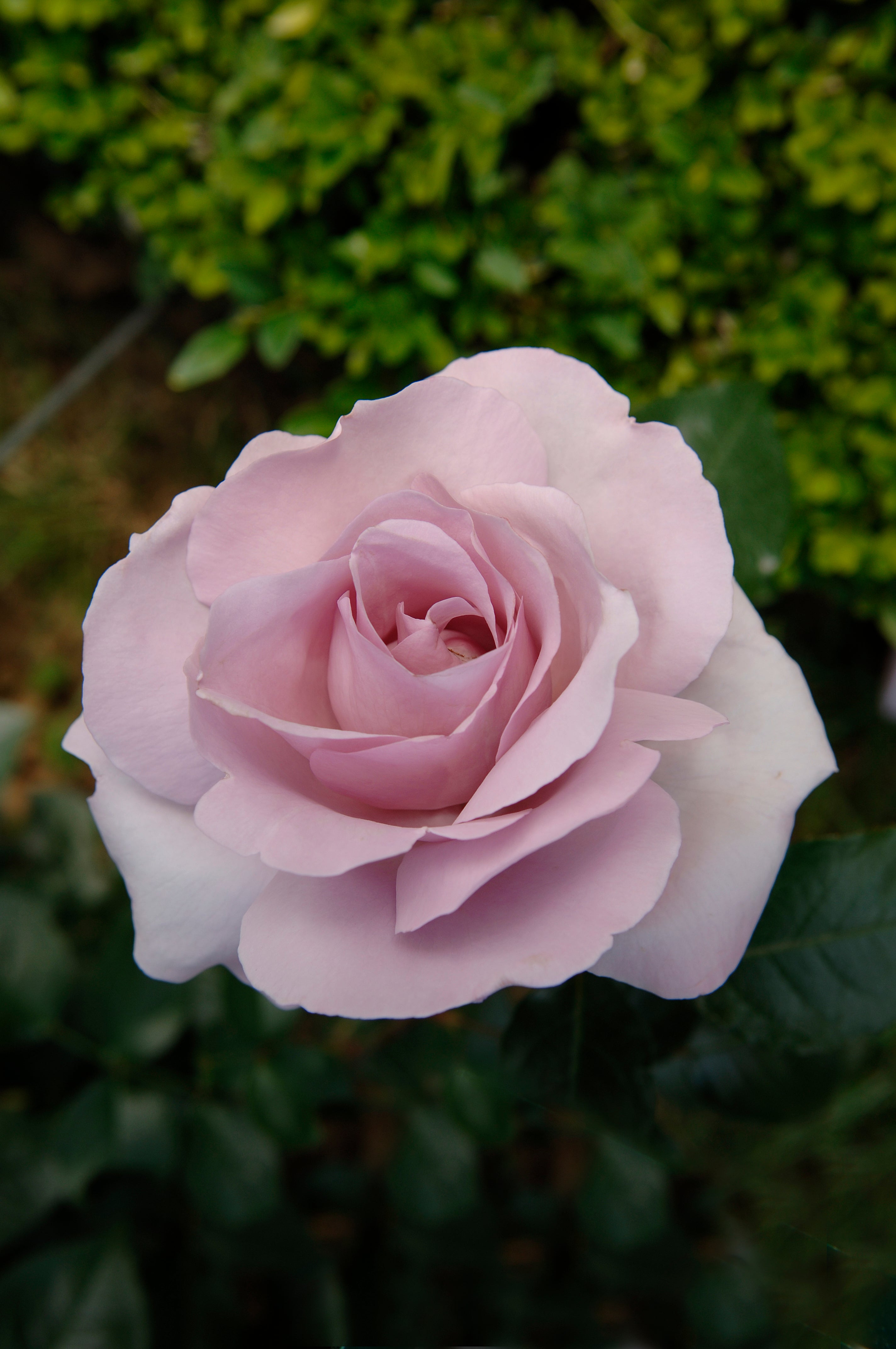 Floribunda Rózsa - Synactif by Shiseido®
