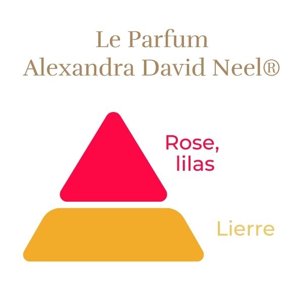 Floribunda Rózsa - Alexandra David Neel®