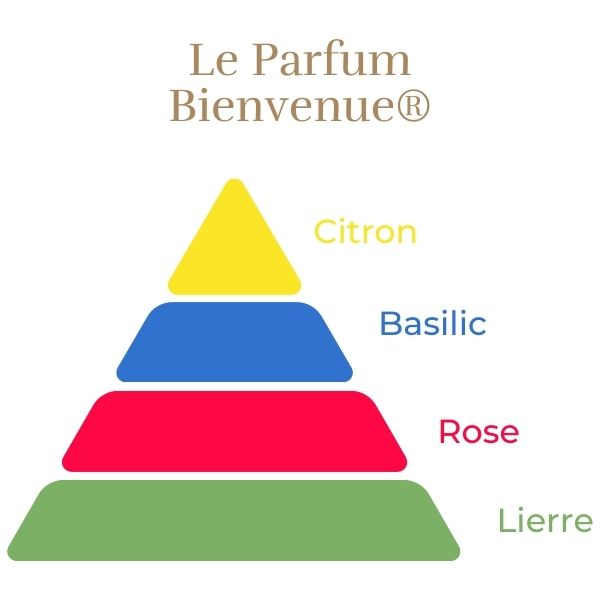 Floribunda Rózsa - Bienvenue®