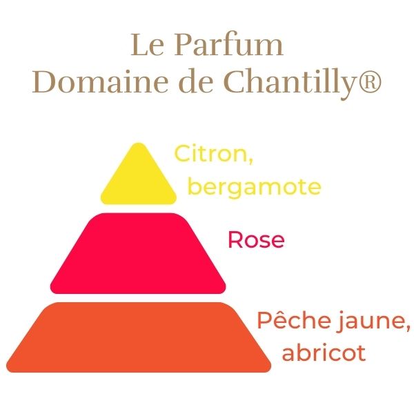Floribunda Rózsa - Domaine de Chantilly®
