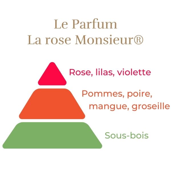 Teahibrid Rózsa - La Rose Monsieur®