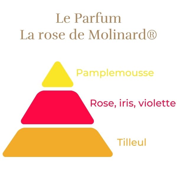 Floribunda Rózsa de Molinard®