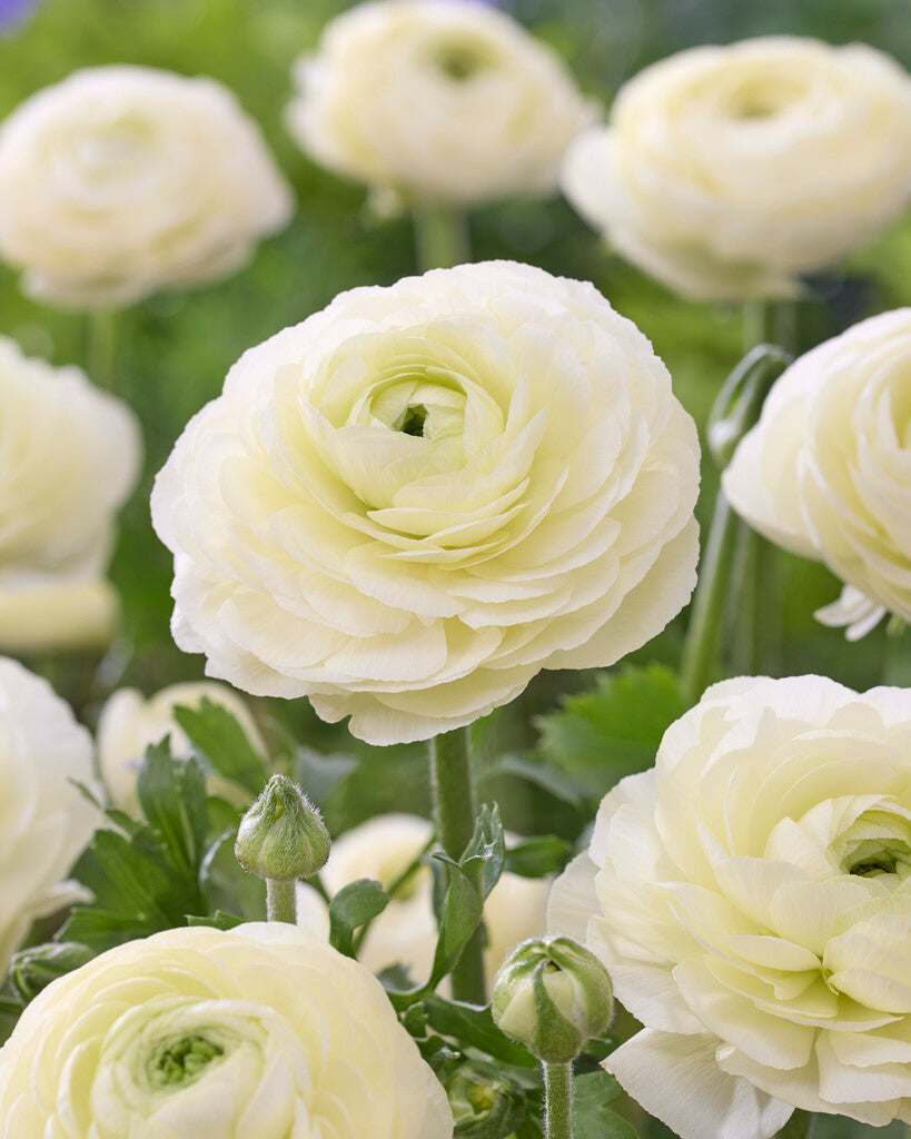 Boglárka – Crema – 2/3