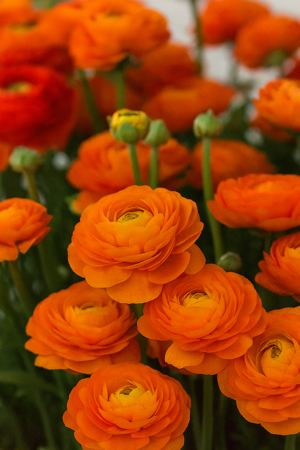 Boglárka – Clementine – 2/3