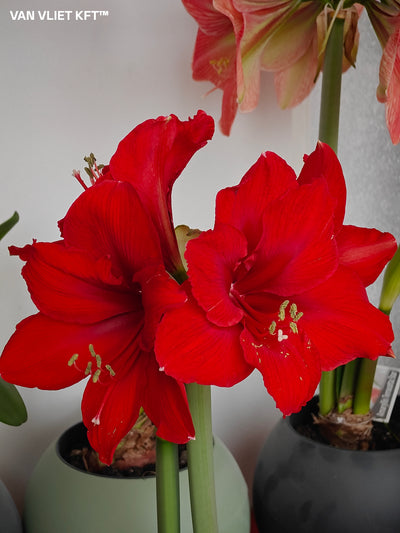 Amarillisz - Red Lion - 30/32