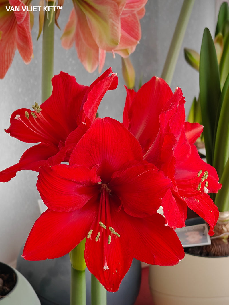 Amarillisz - Red Lion - 30/32