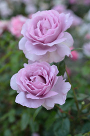 Floribunda Rózsa - Synactif by Shiseido®
