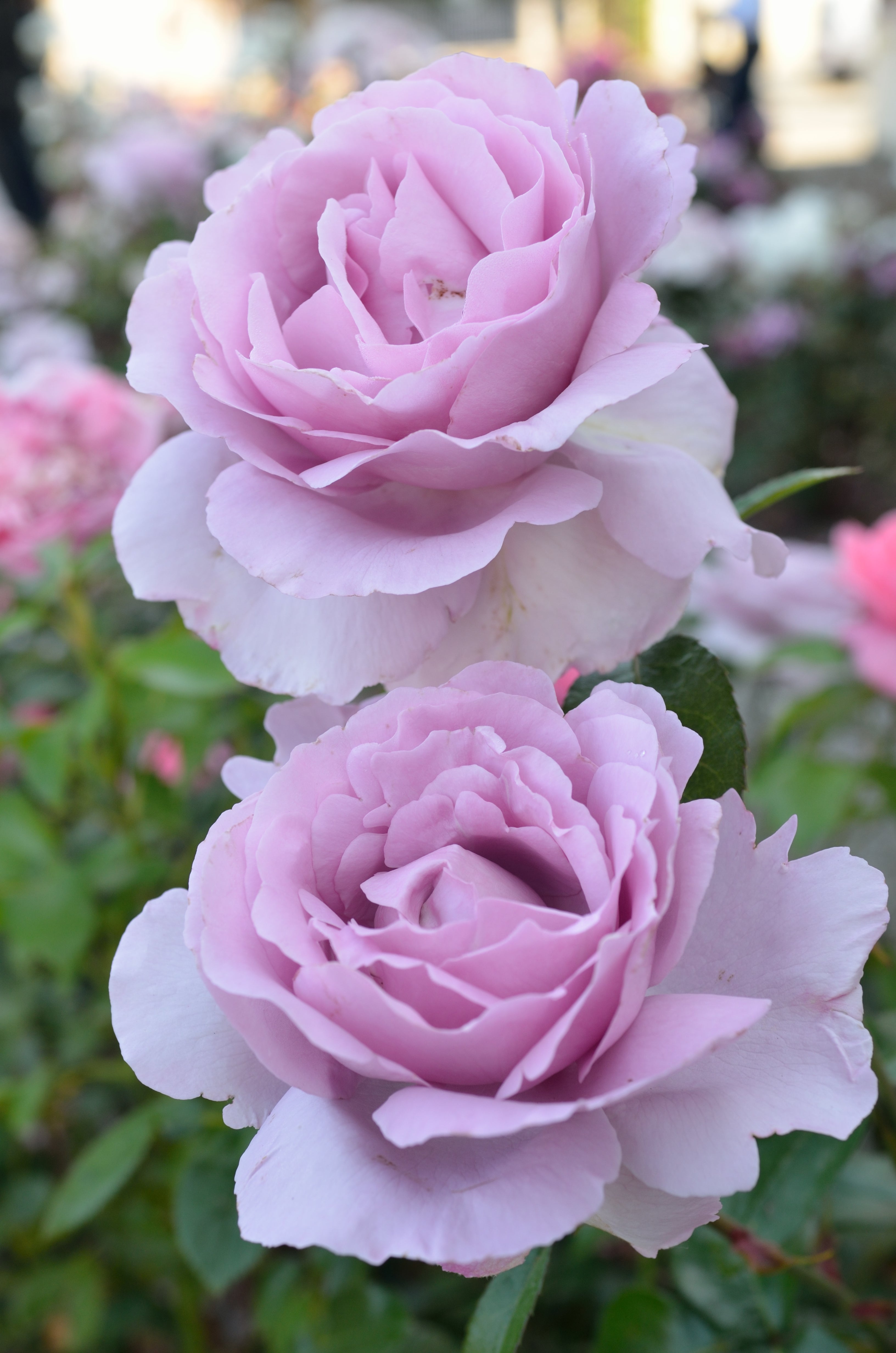 Floribunda Rózsa - Synactif by Shiseido®