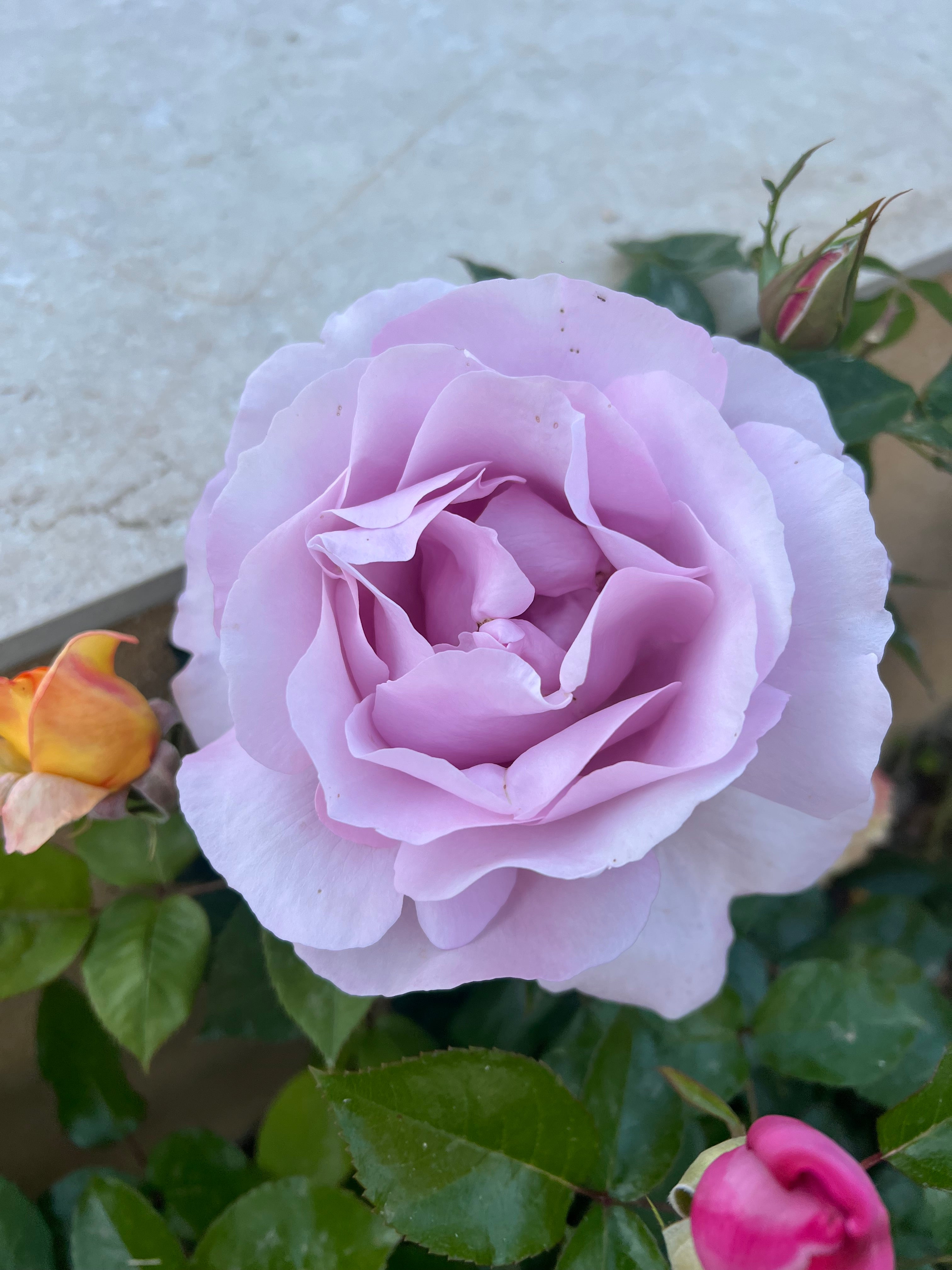 Floribunda Rózsa - Synactif by Shiseido®