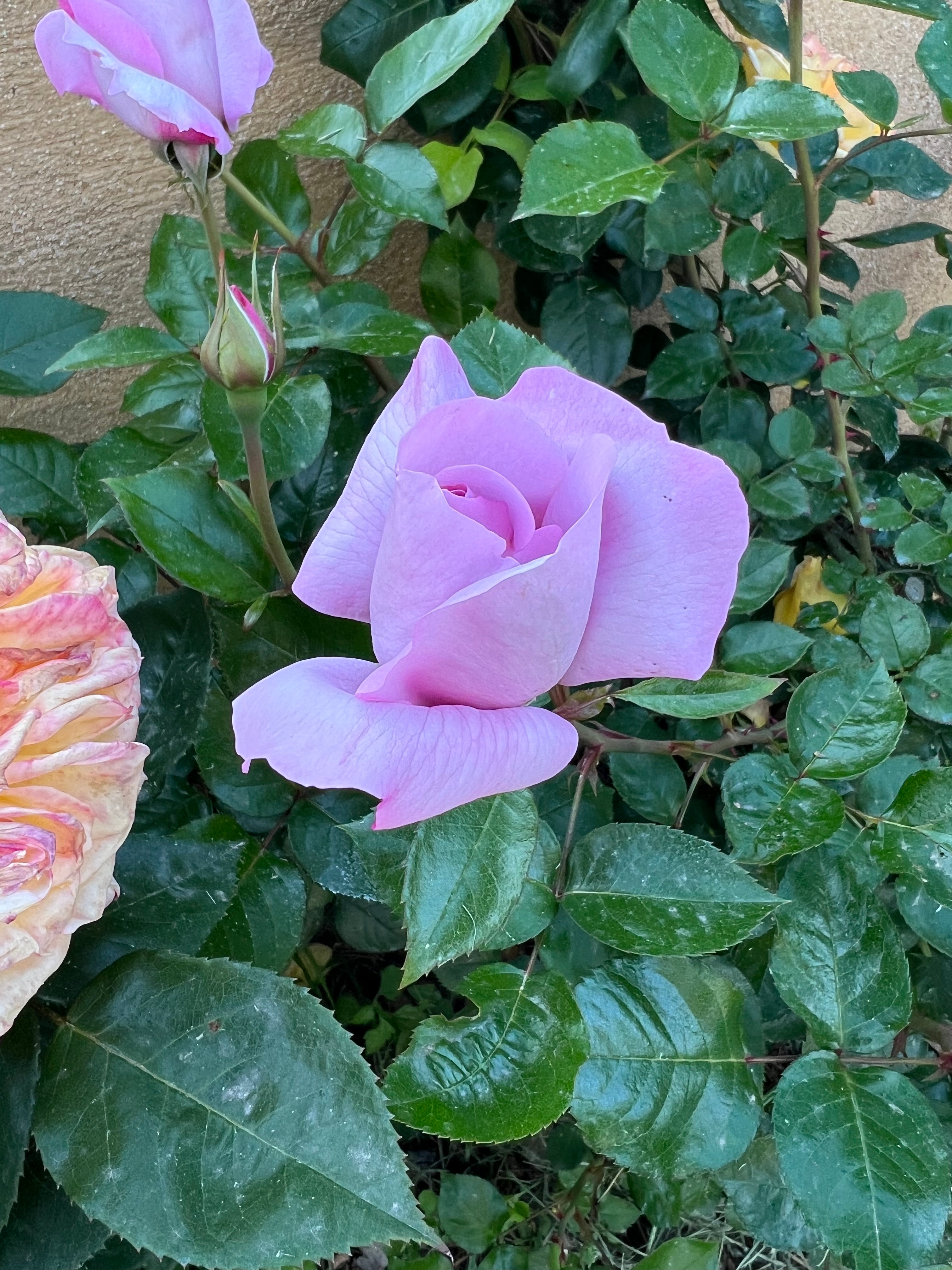 Floribunda Rózsa - Synactif by Shiseido®