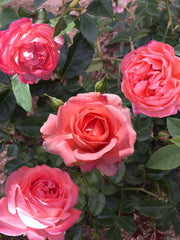 Floribunda Rózsa - Bijou Corail®