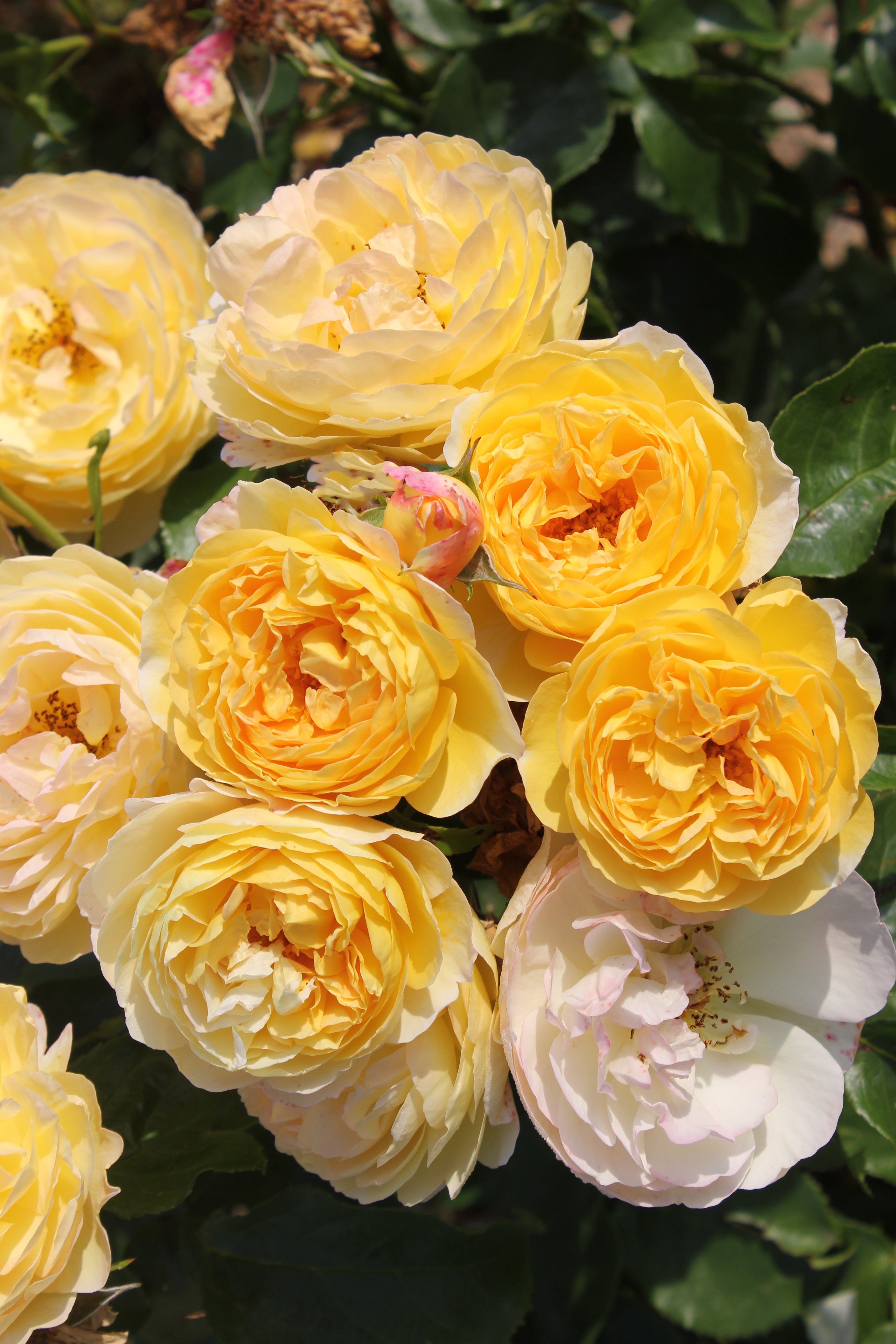 Floribunda Rózsa - Château de Cheverny®