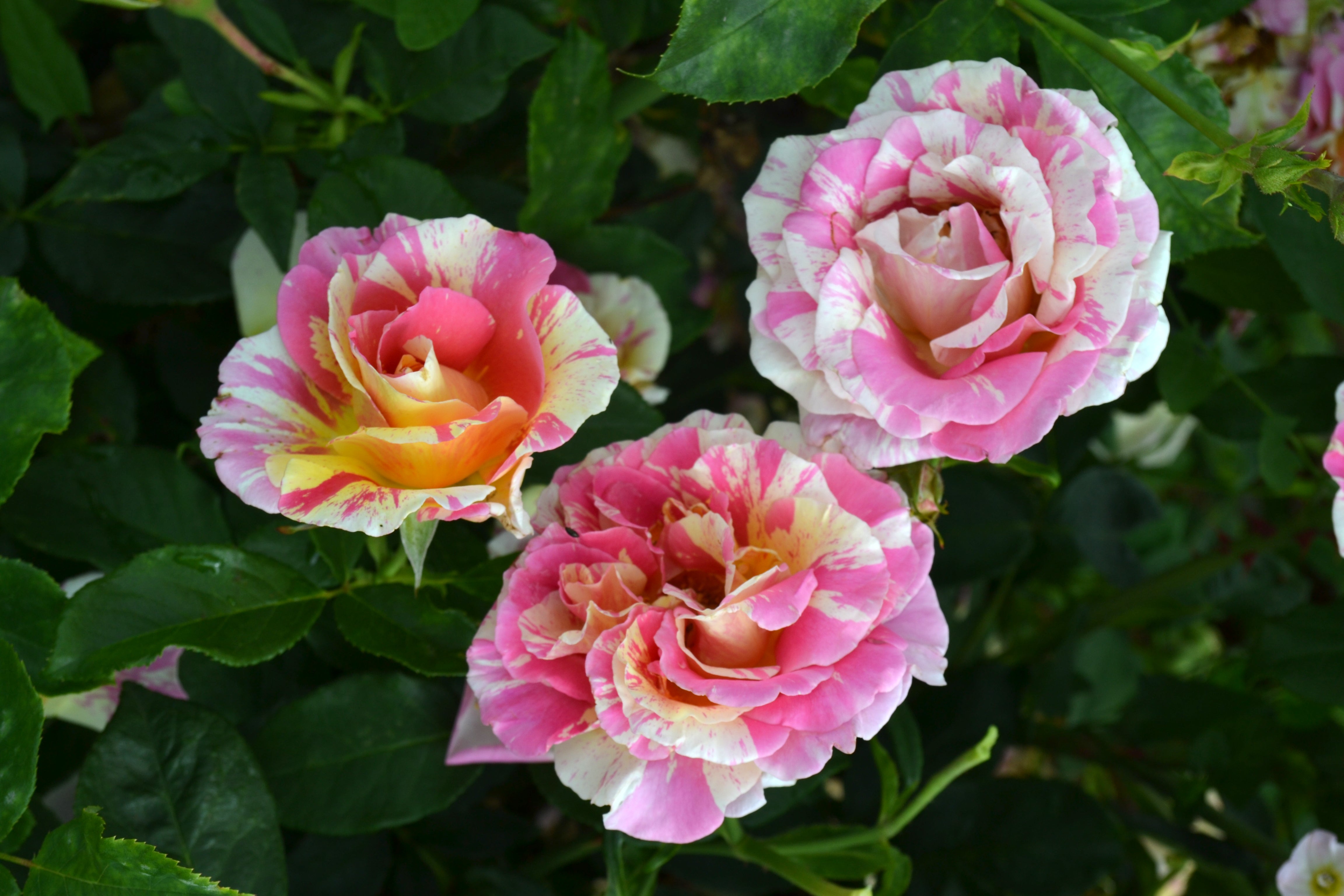 Teahibrid Rózsa – Claude Monet®