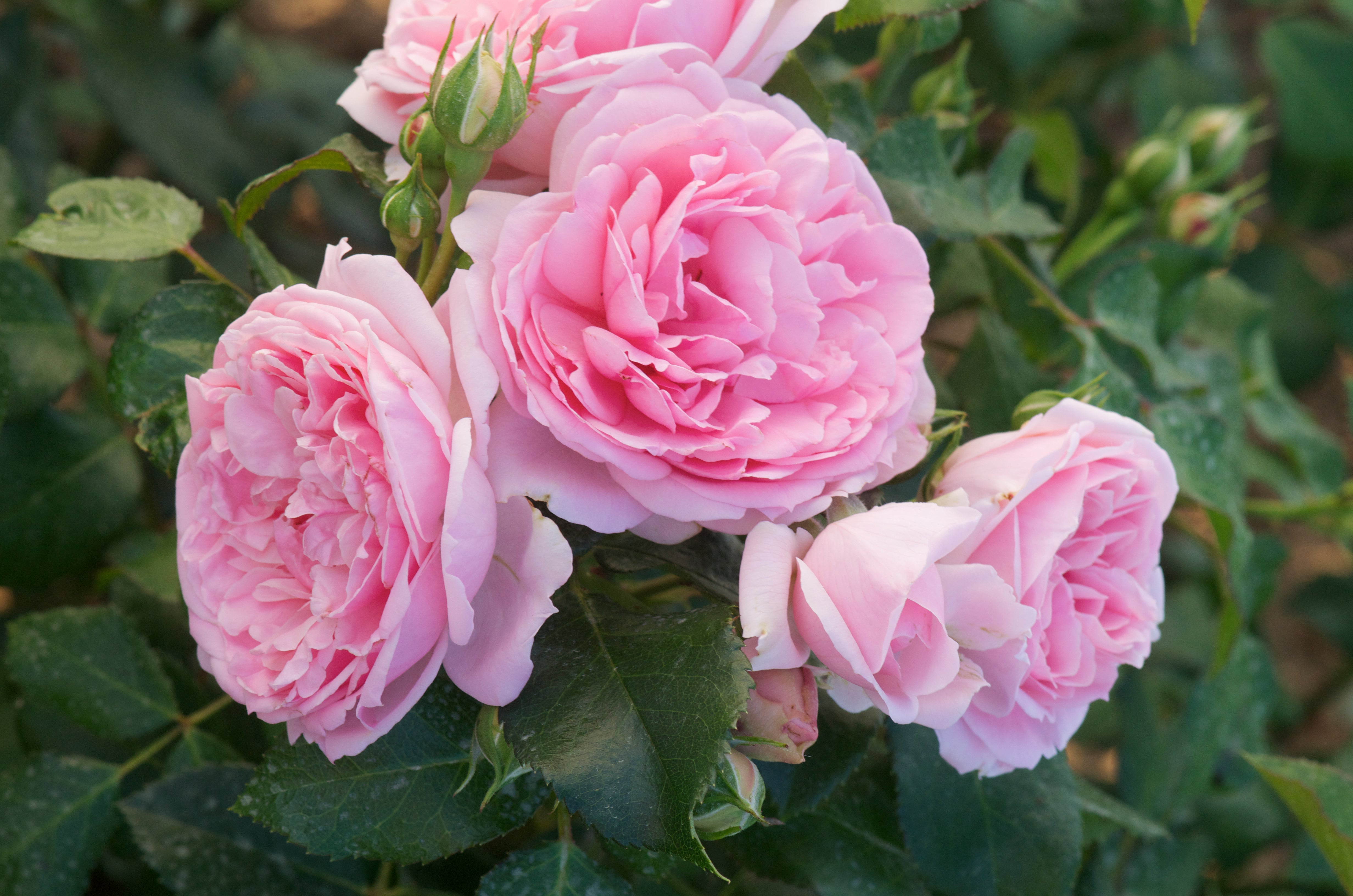 Floribunda Rózsa - Comtesse de Ségur®