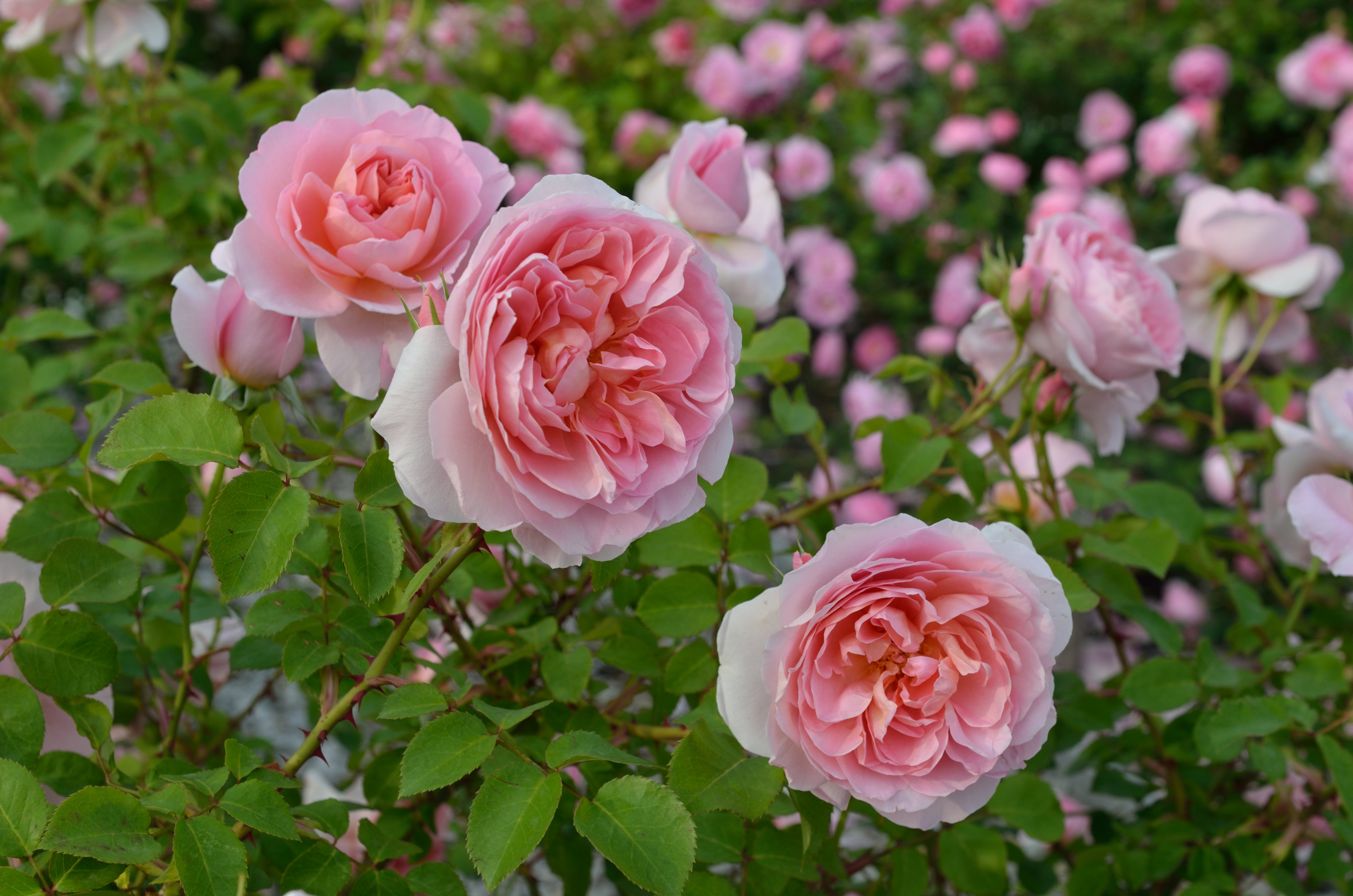Floribunda Rózsa - Dames de Chenonceau®