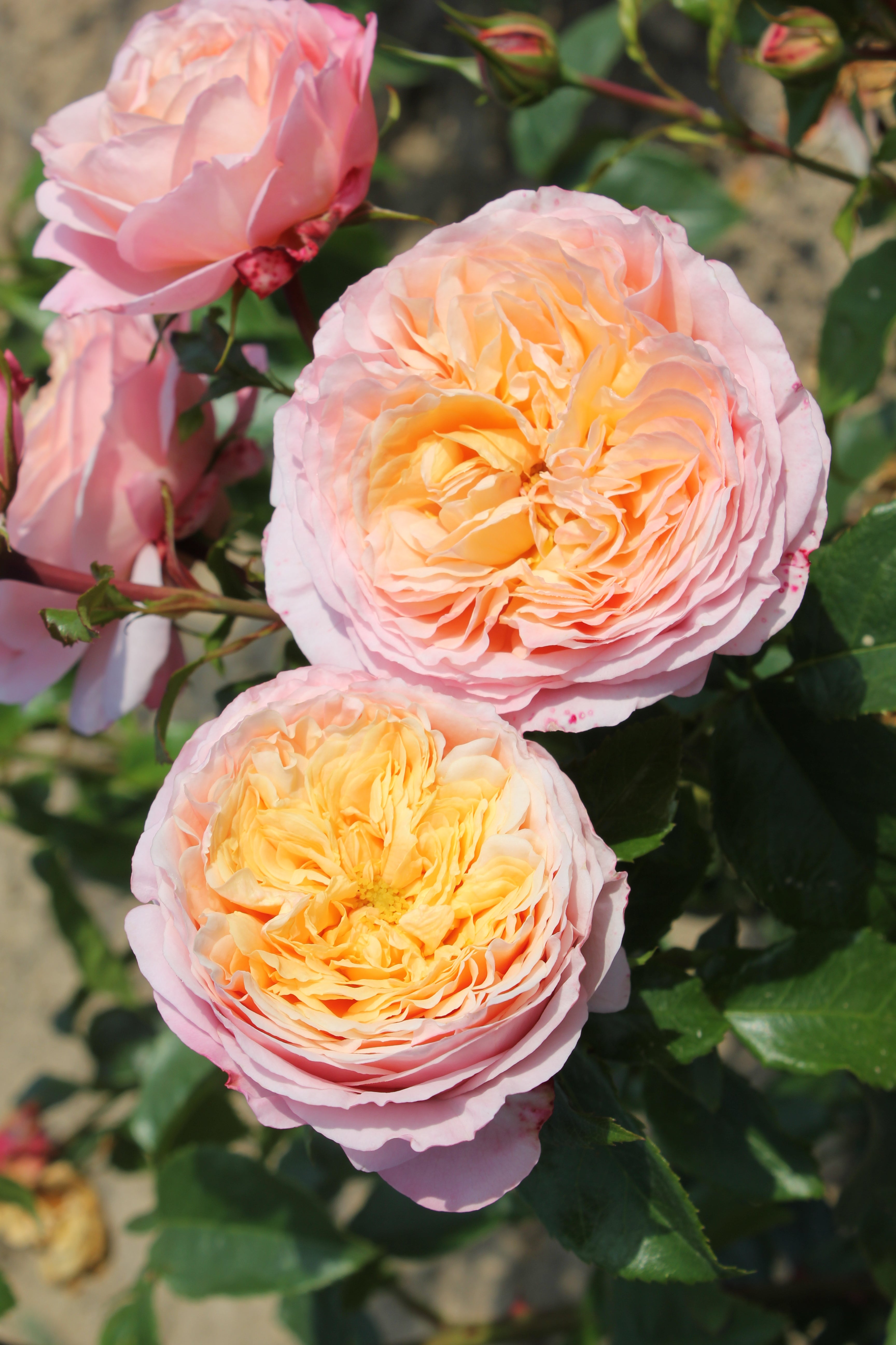 Floribunda Rózsa - Domaine de Chantilly®