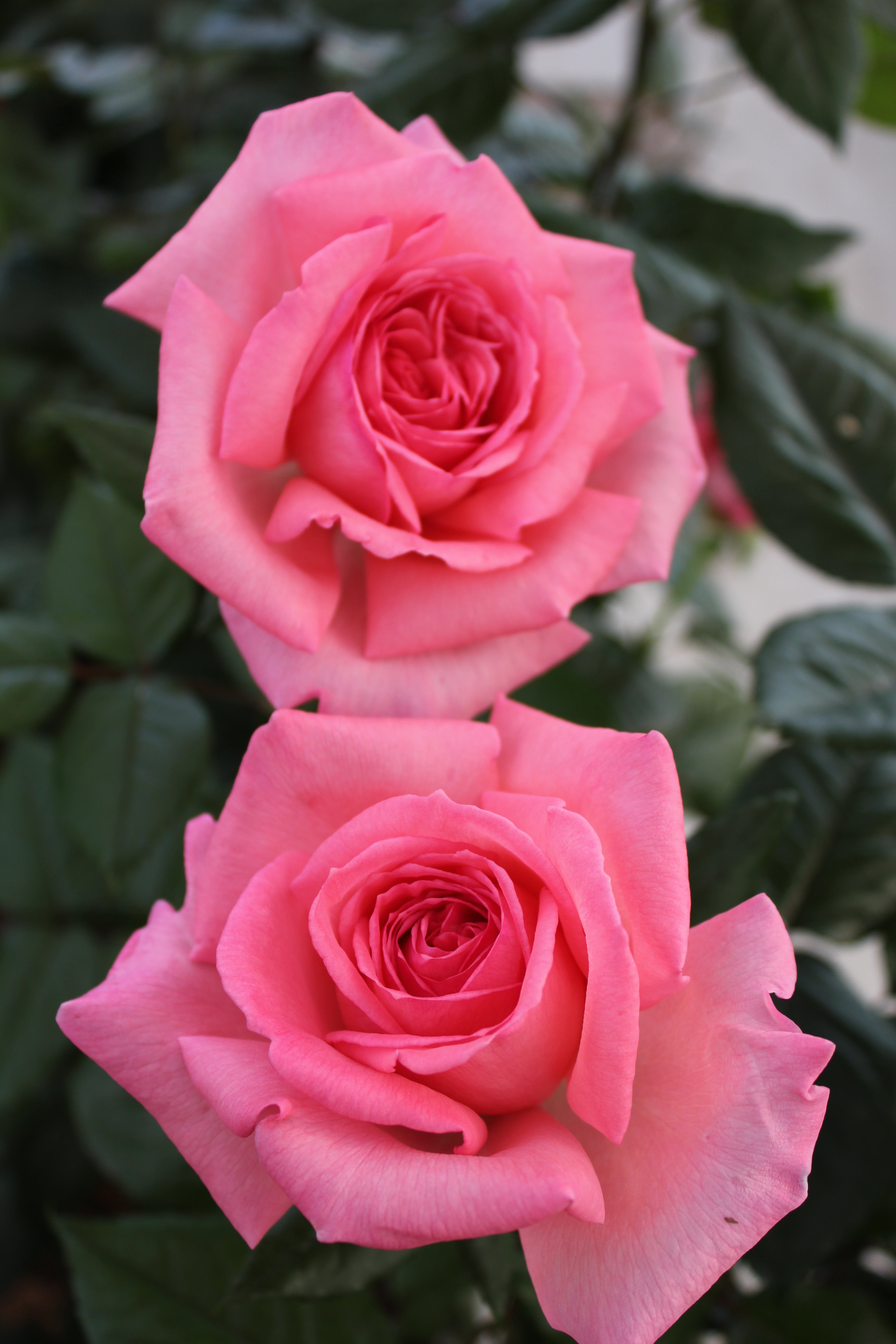 Teahibrid Rózsa - Fragonard®