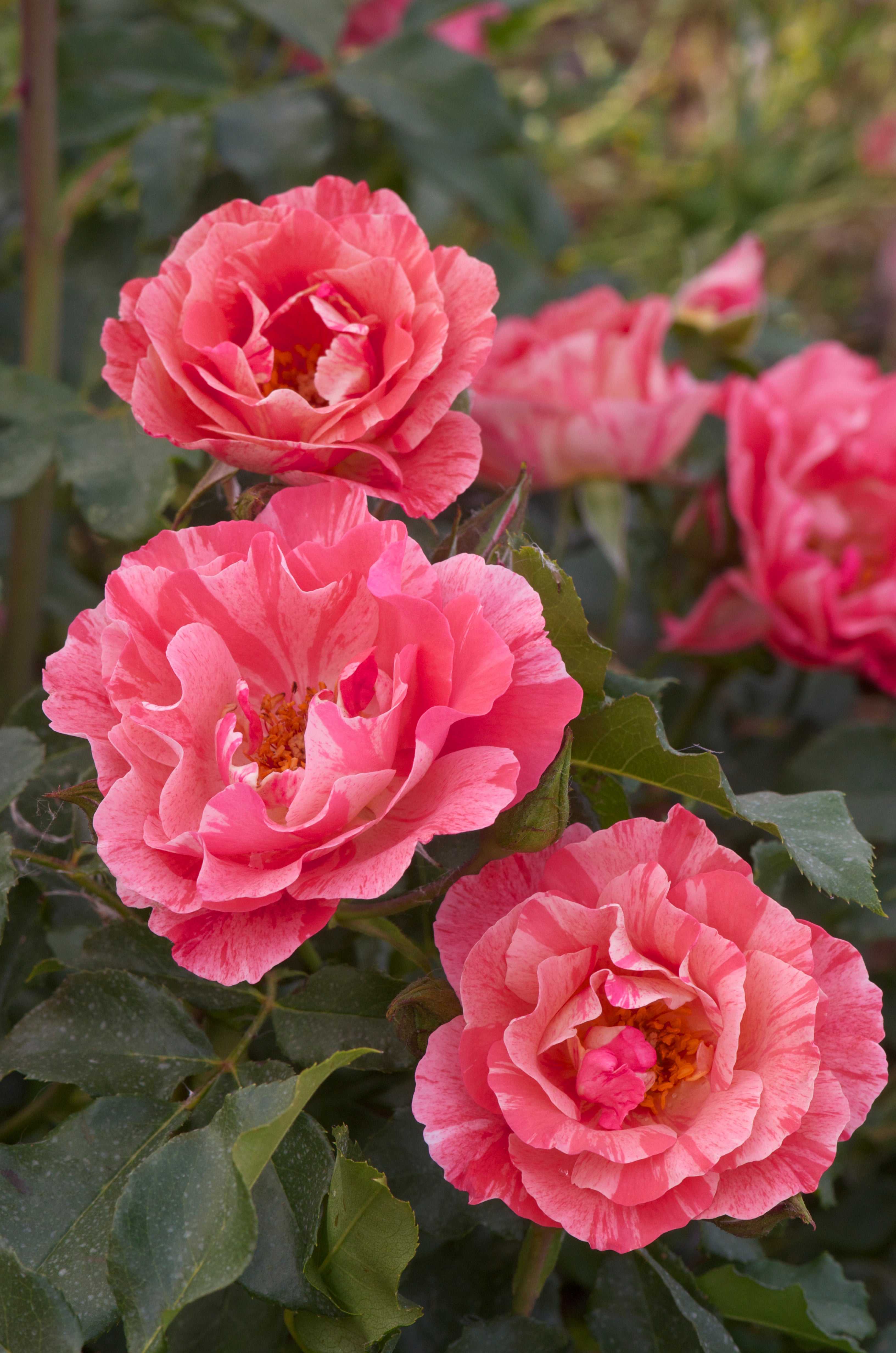Floribunda Rózsa – Grimaldi®