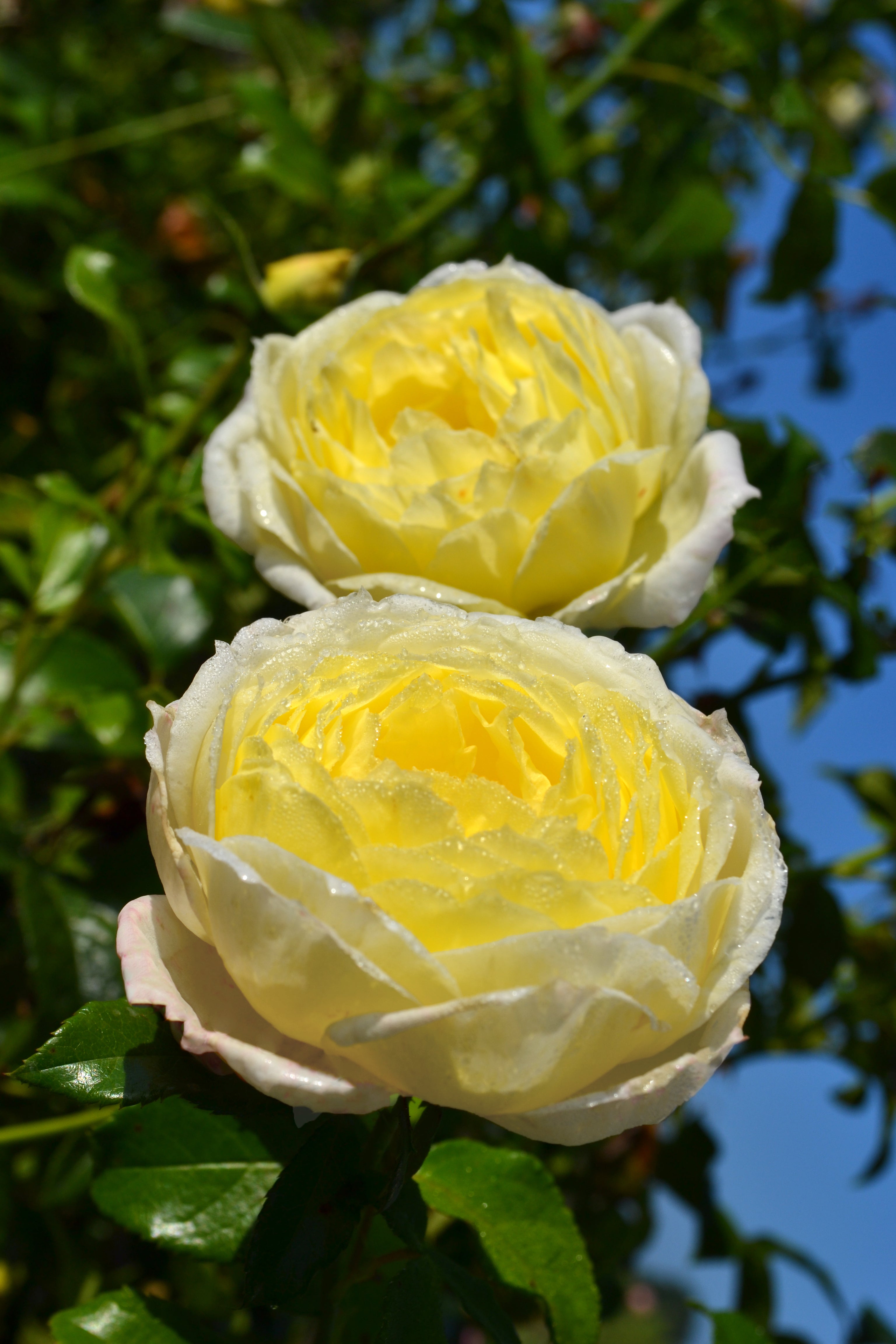 Fútórózsa - Amnesty International®