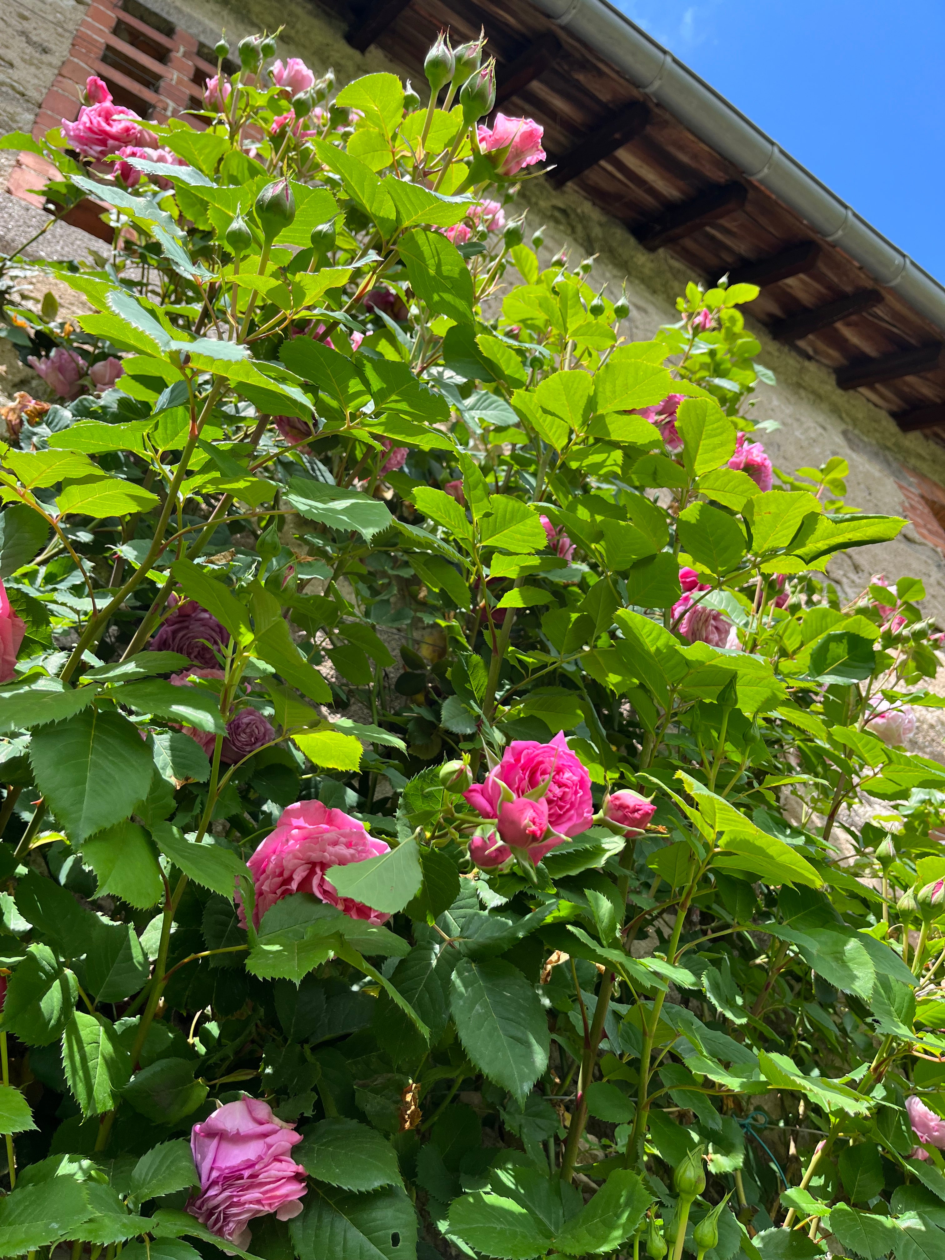 Floribunda Rózsa - Bienvenue®