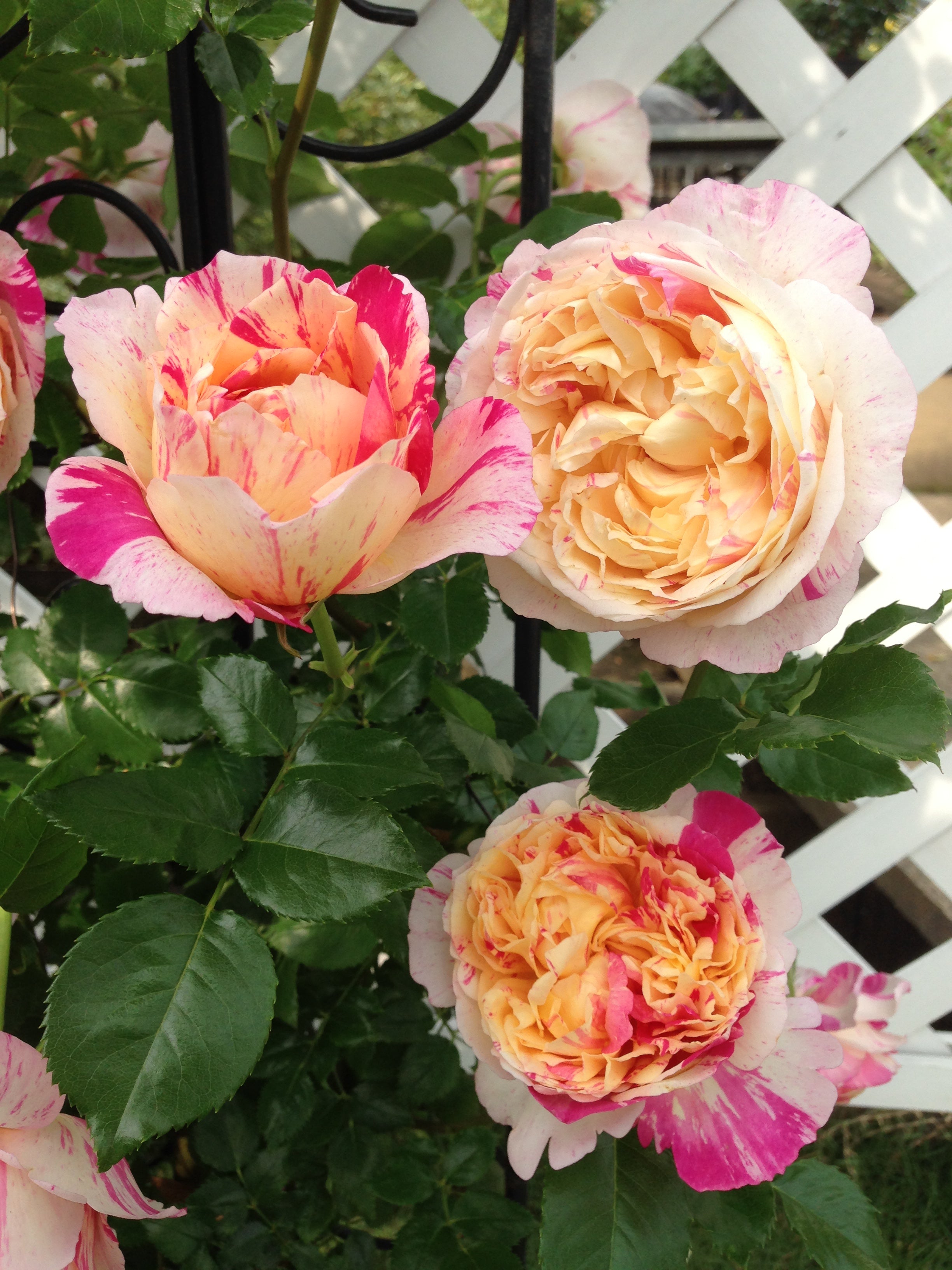 Fútórózsa - Julie Andrieu®