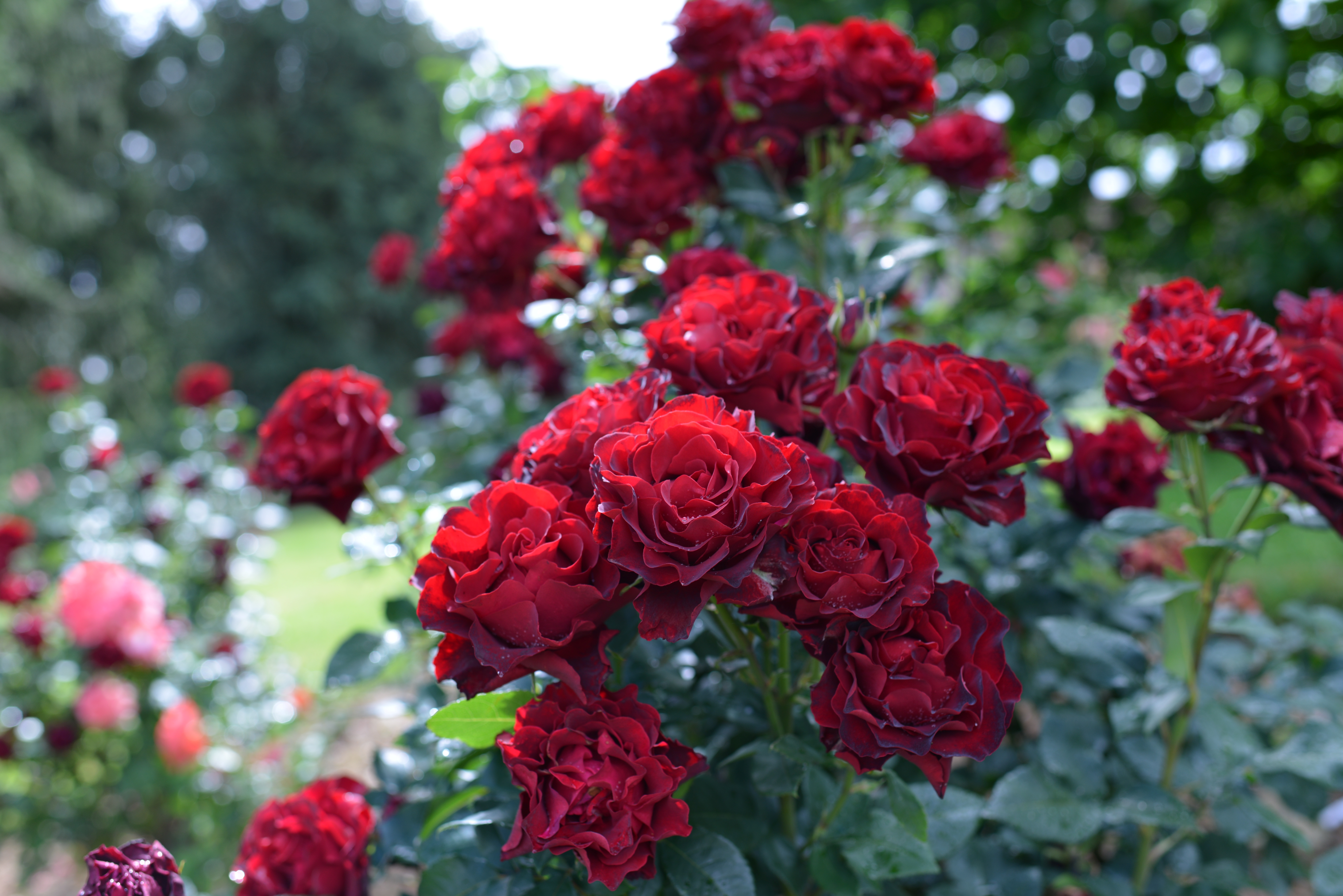 Floribunda Rózsa - Hommage a Barbara® (Heinz Winkler)