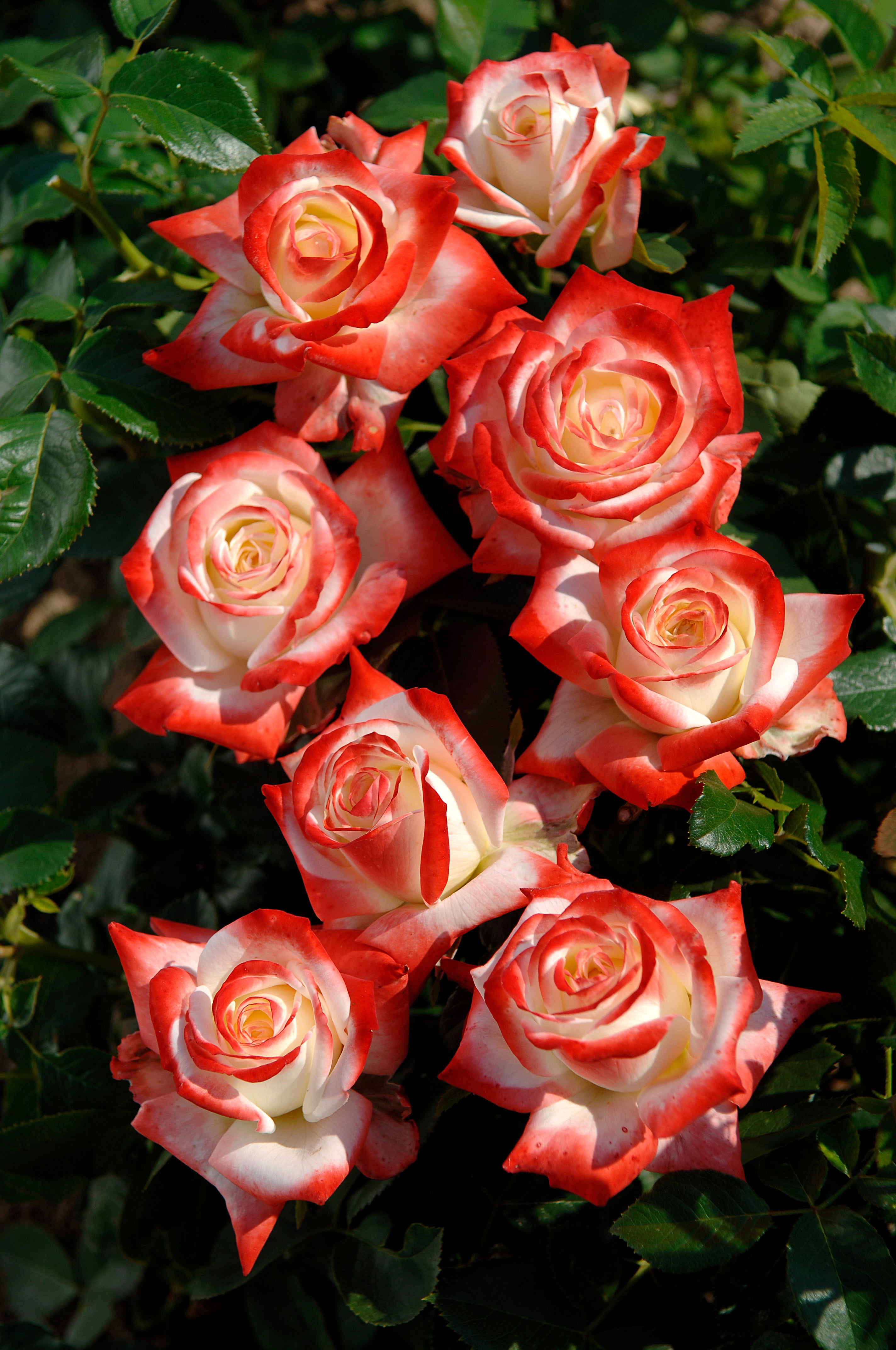 Teahibrid Rózsa – Impératrice Farah®