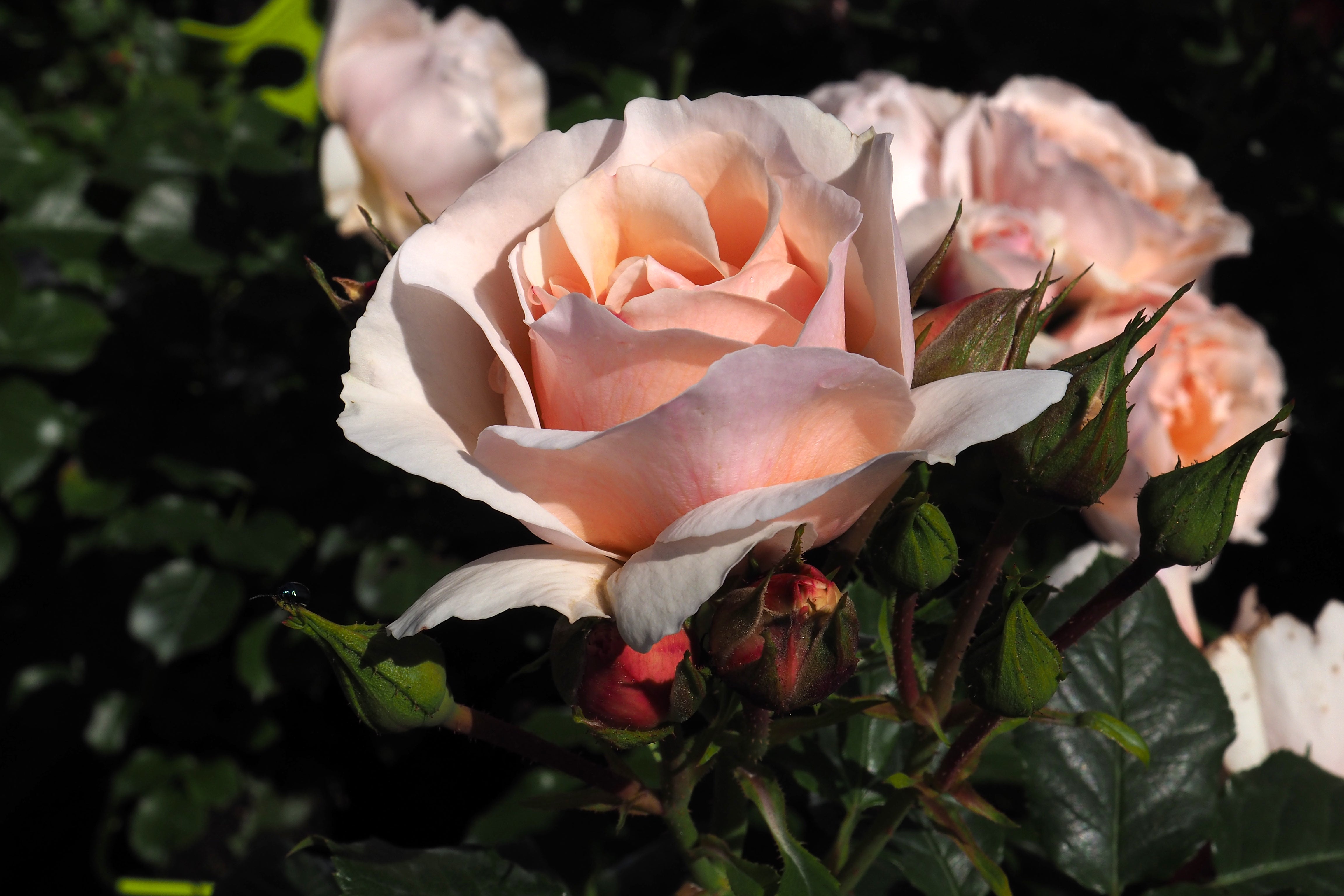 Floribunda Rózsa - Jardin des Tuileries®