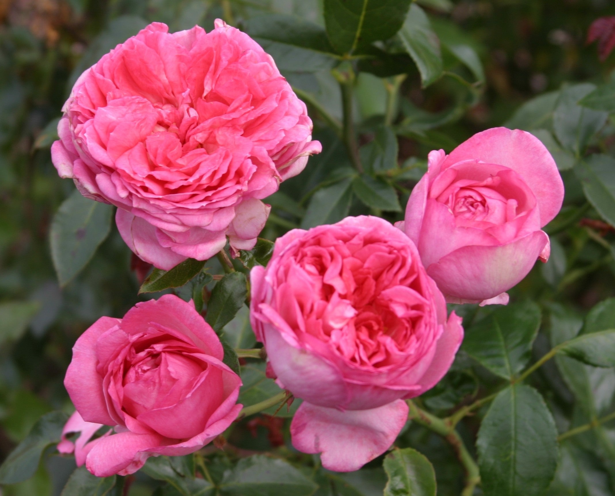 Floribunda Rózsa de Molinard®