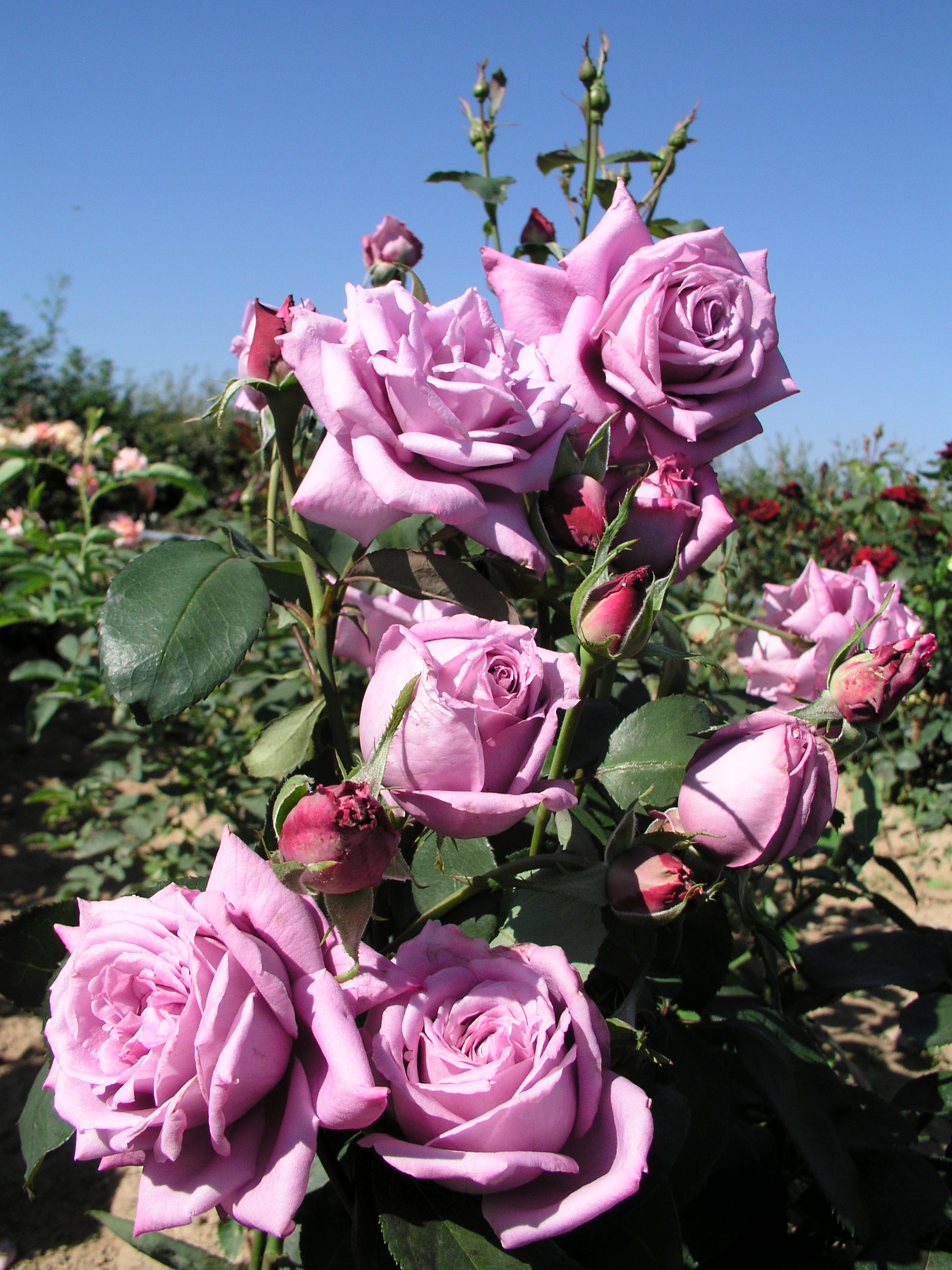 Teahibrid Rózsa - Mamy Blue®