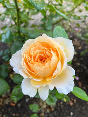 Floribunda Rózsa - Patrick Devedjian®