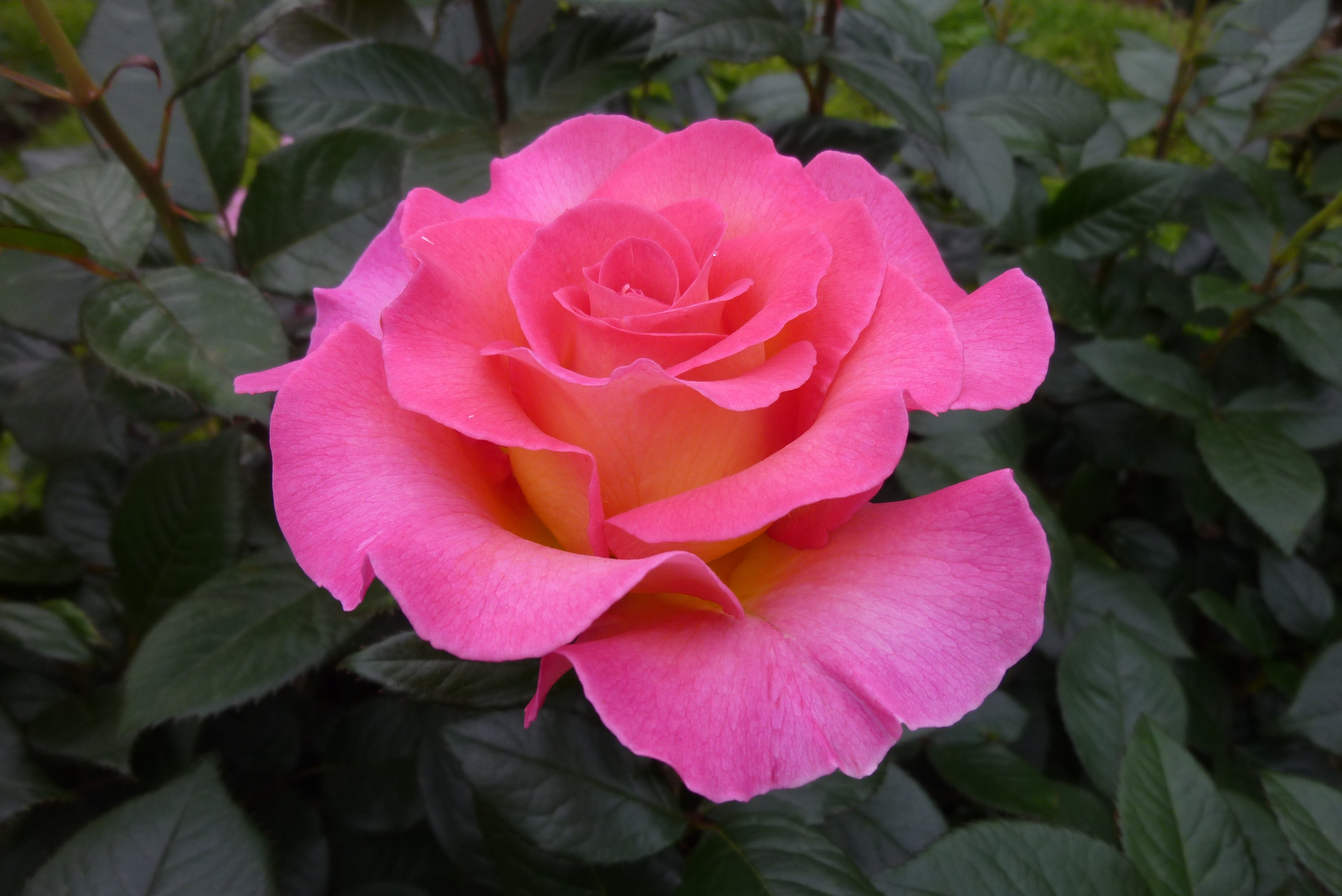 Teahibrid Rózsa - Pink Paradise®