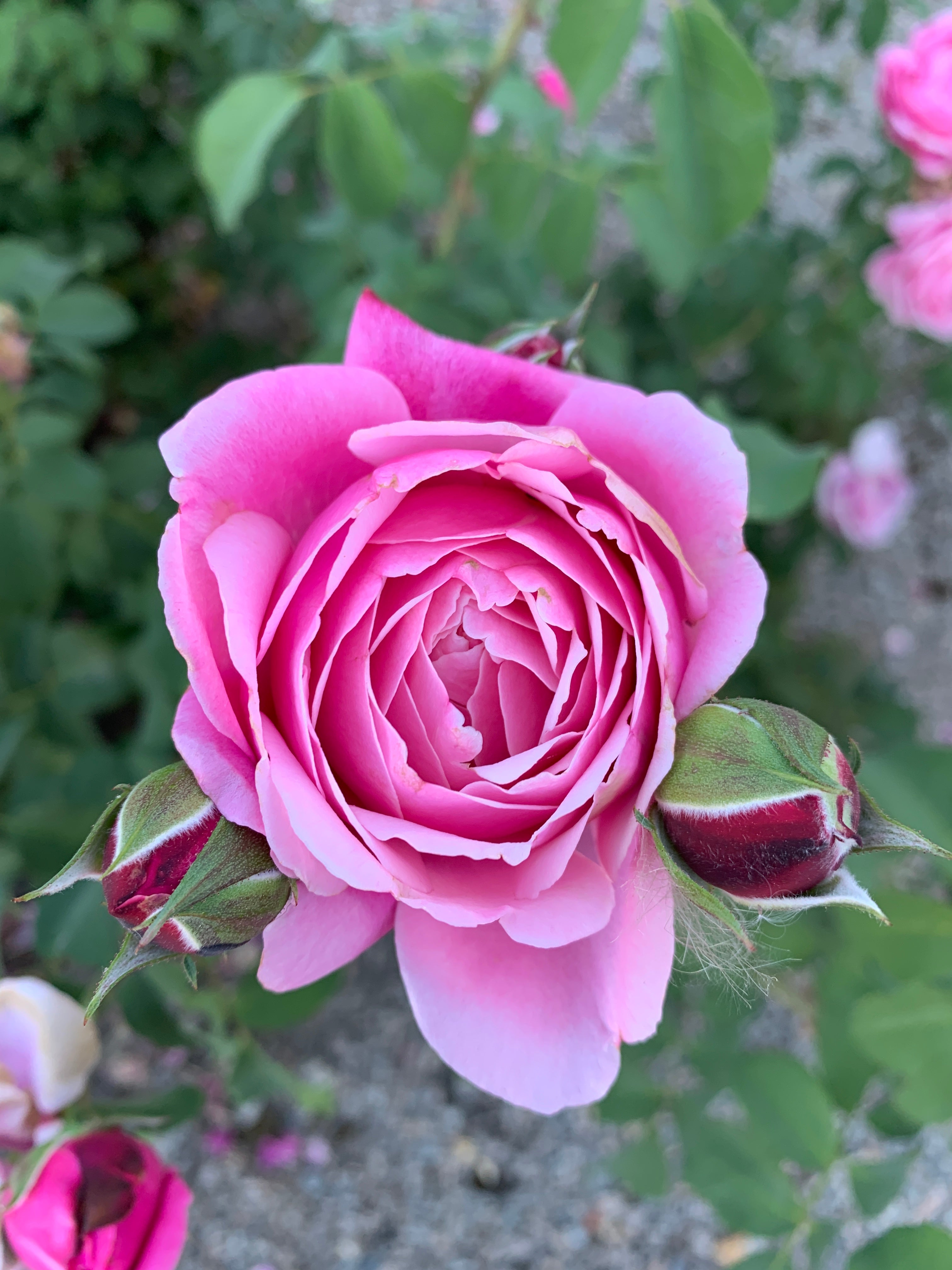 Floribunda Rózsa - Soeur Emmanuelle® (Dieter Müller)