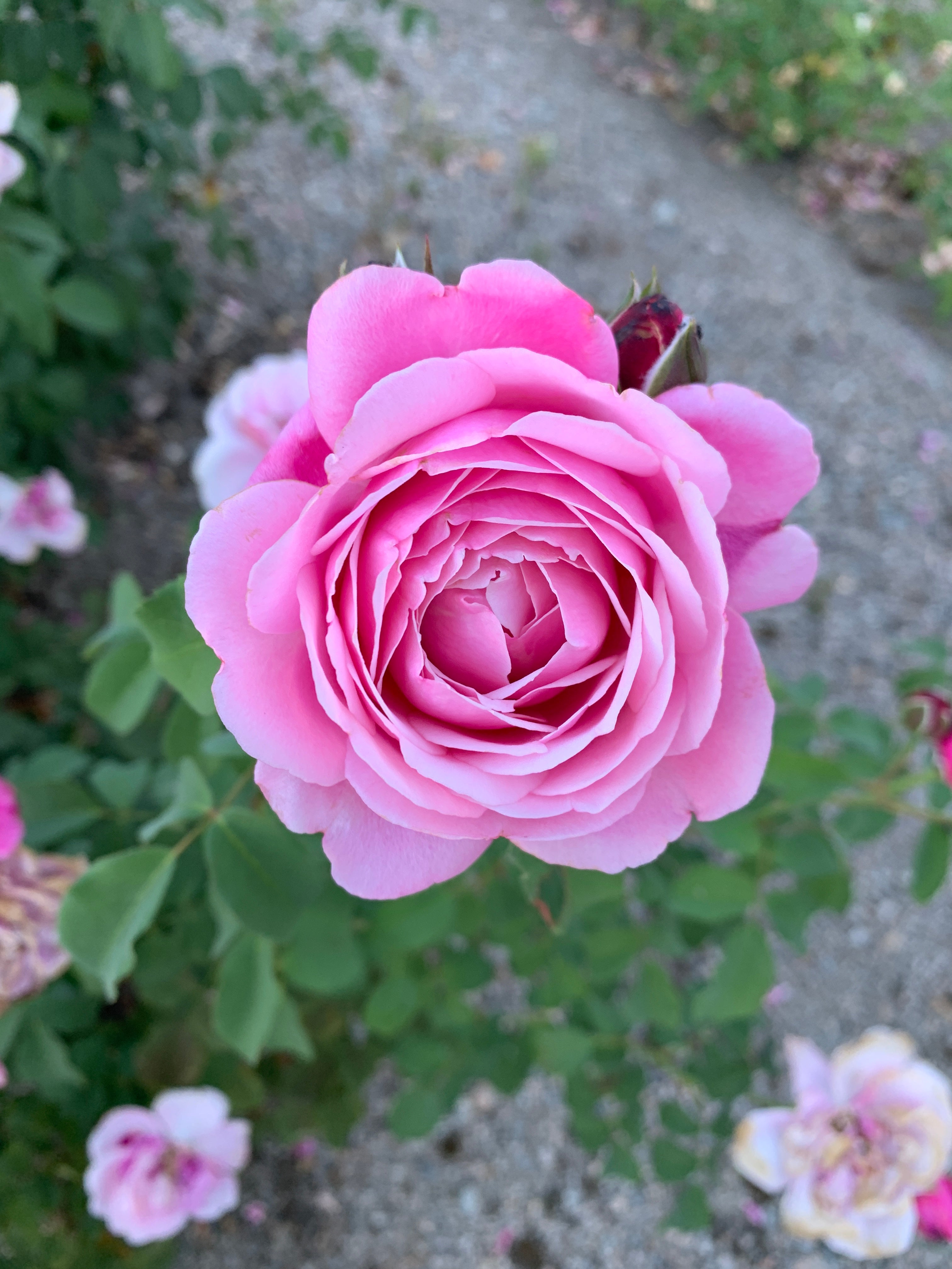 Floribunda Rózsa - Soeur Emmanuelle® (Dieter Müller)