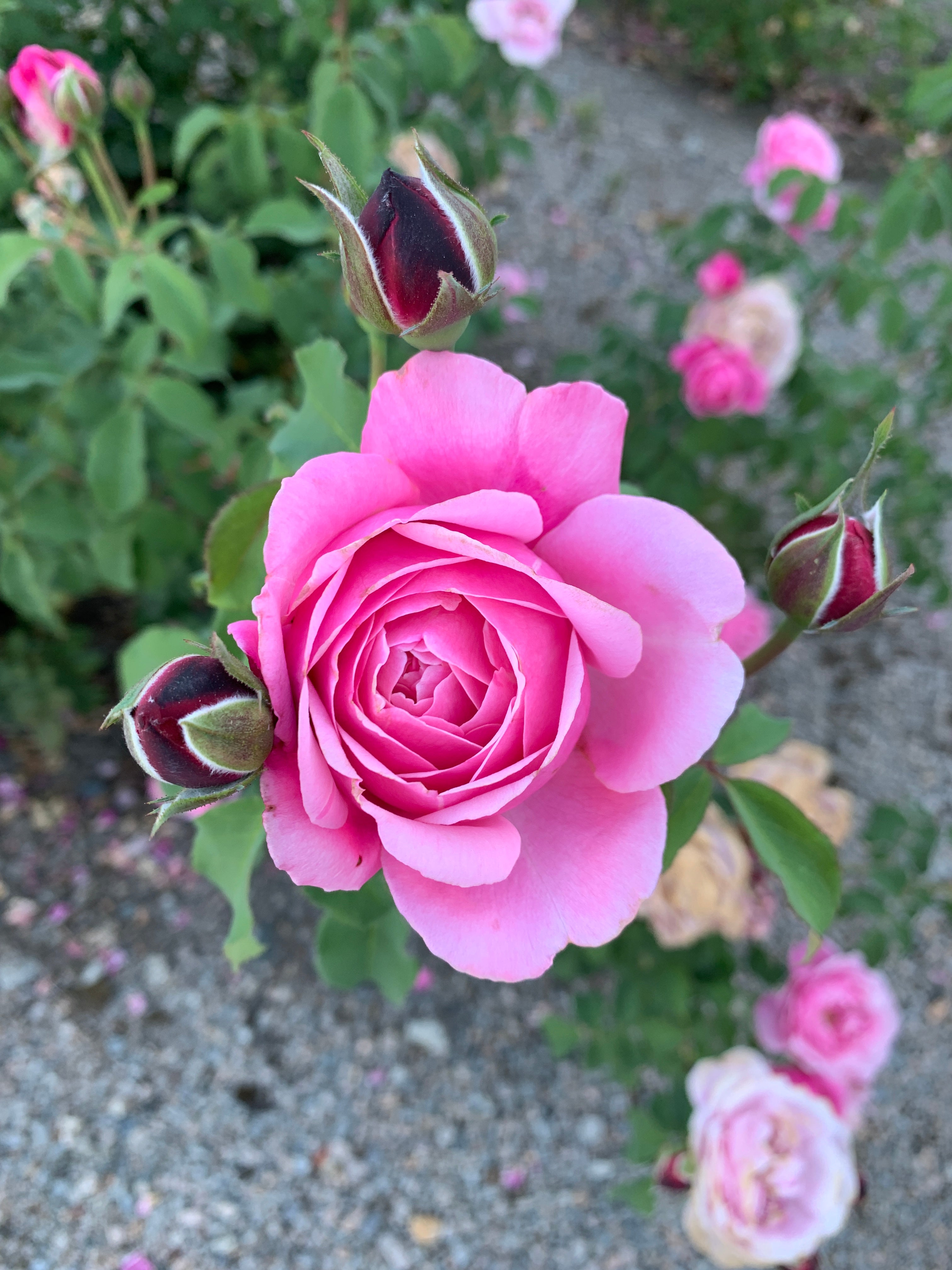 Floribunda Rózsa - Soeur Emmanuelle® (Dieter Müller)