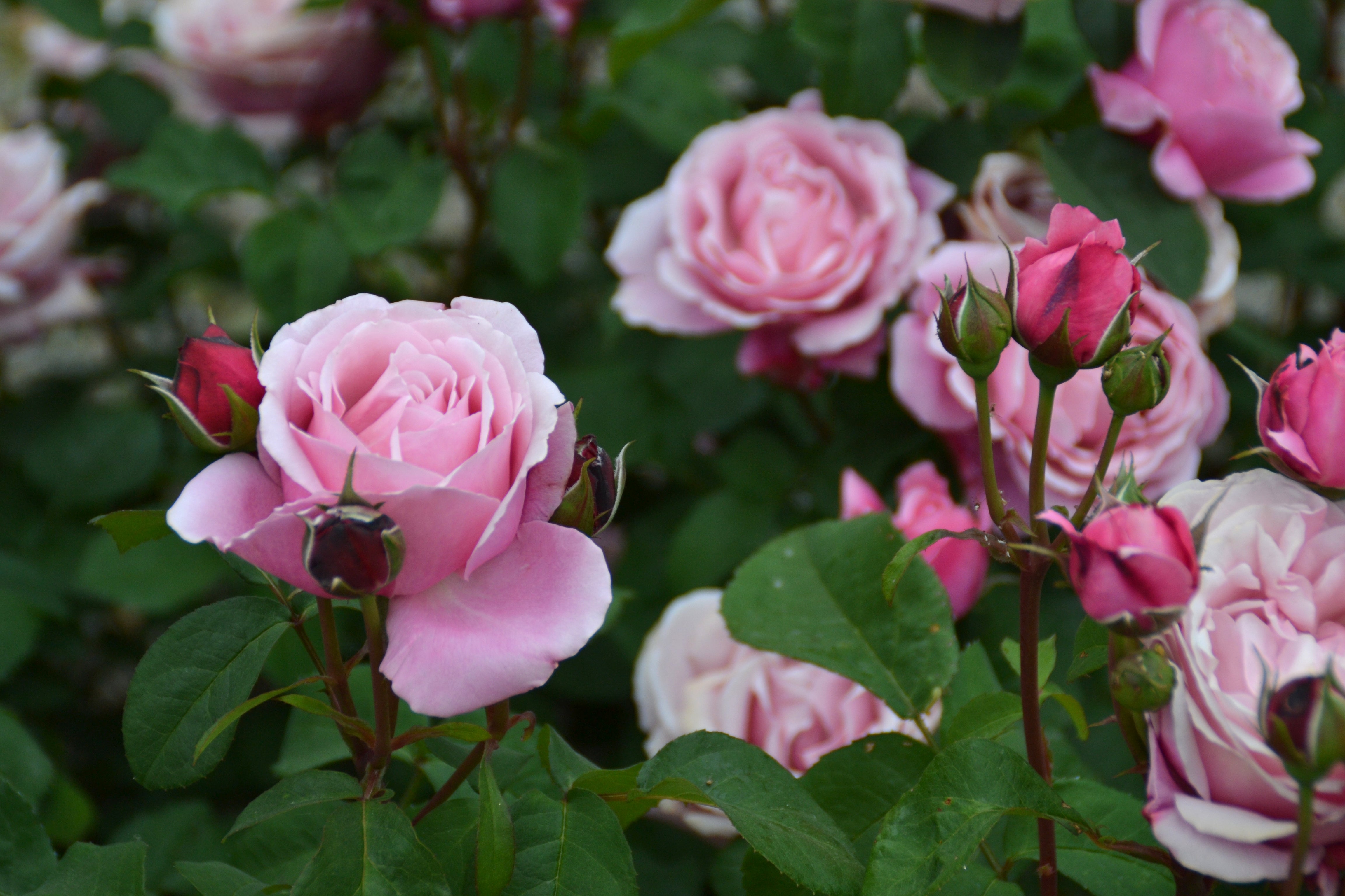 Floribunda Rózsa - Soeur Emmanuelle® (Dieter Müller)