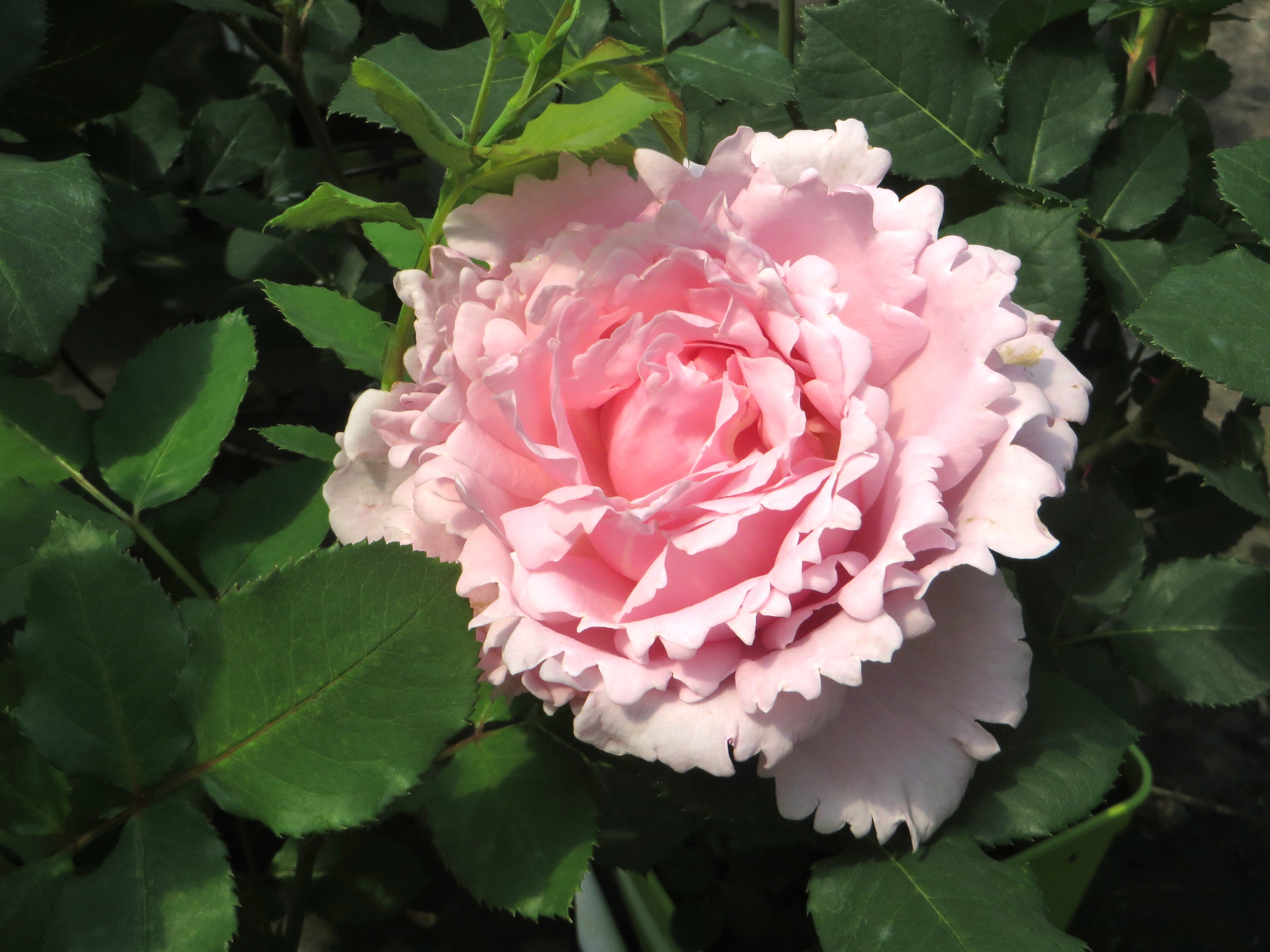 Teahibrid Rózsa - Sophie Rochas®