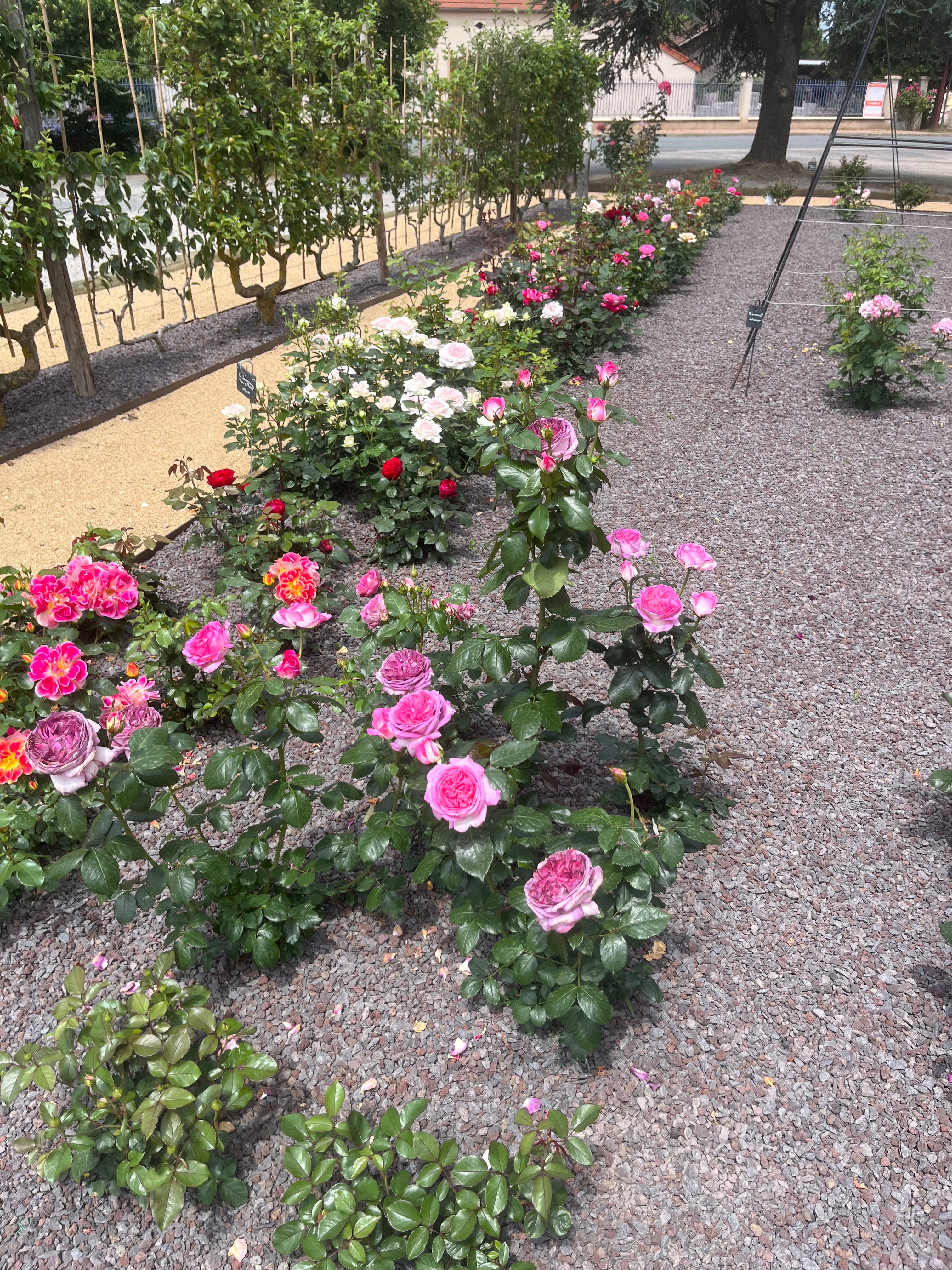 Floribunda Rózsa - Thierry Marx®