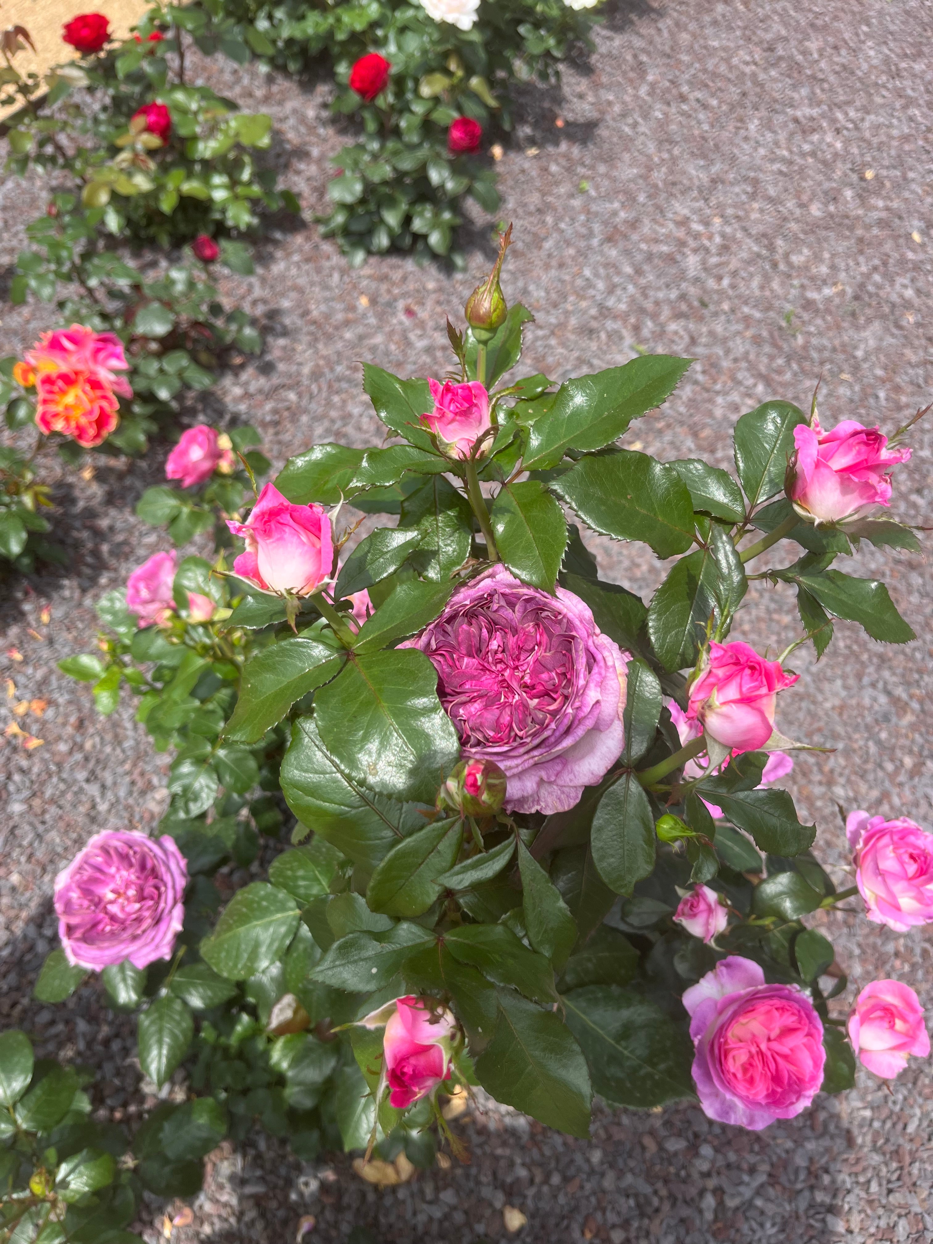 Floribunda Rózsa - Thierry Marx®