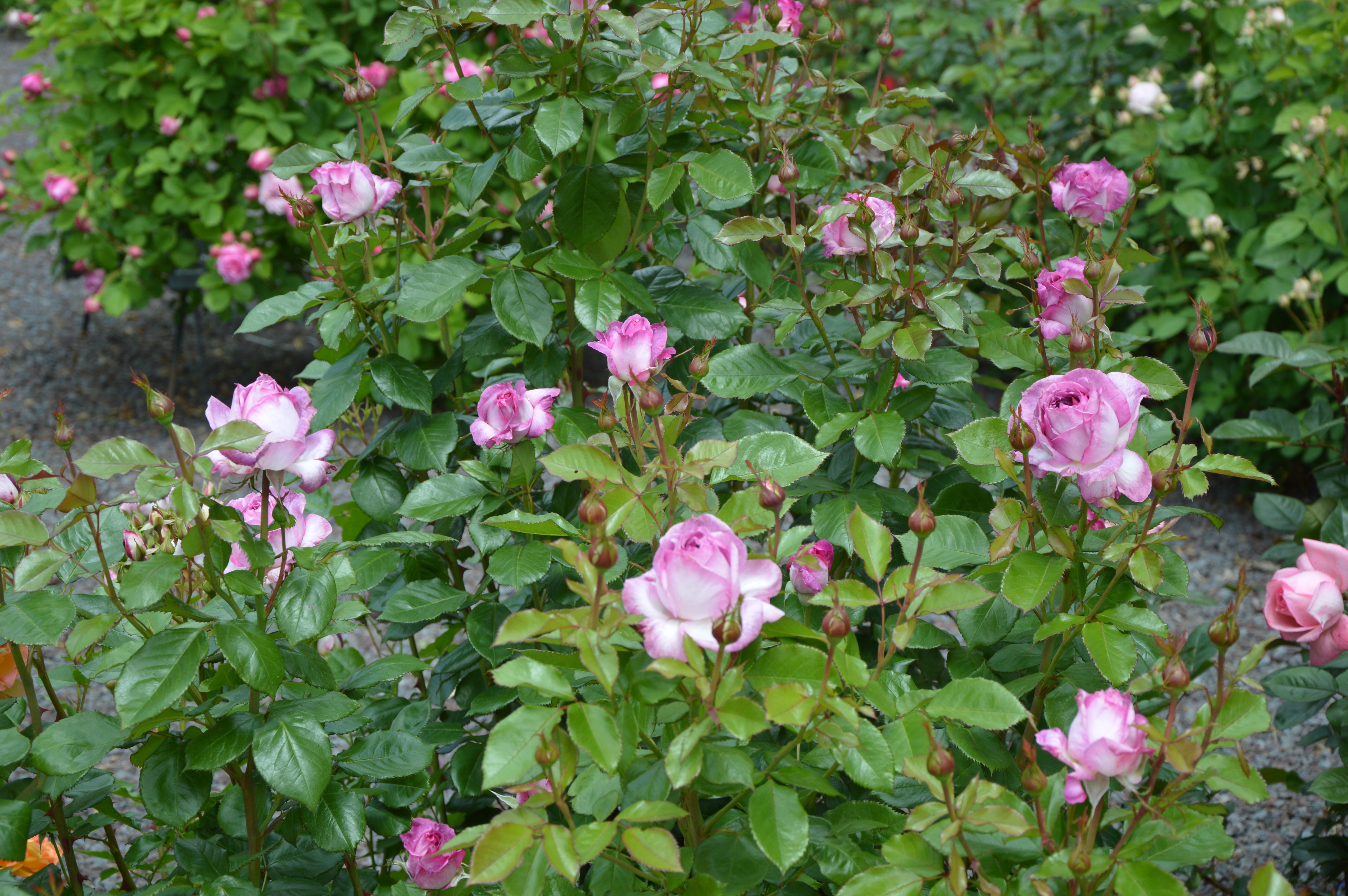Floribunda Rózsa - Thierry Marx®