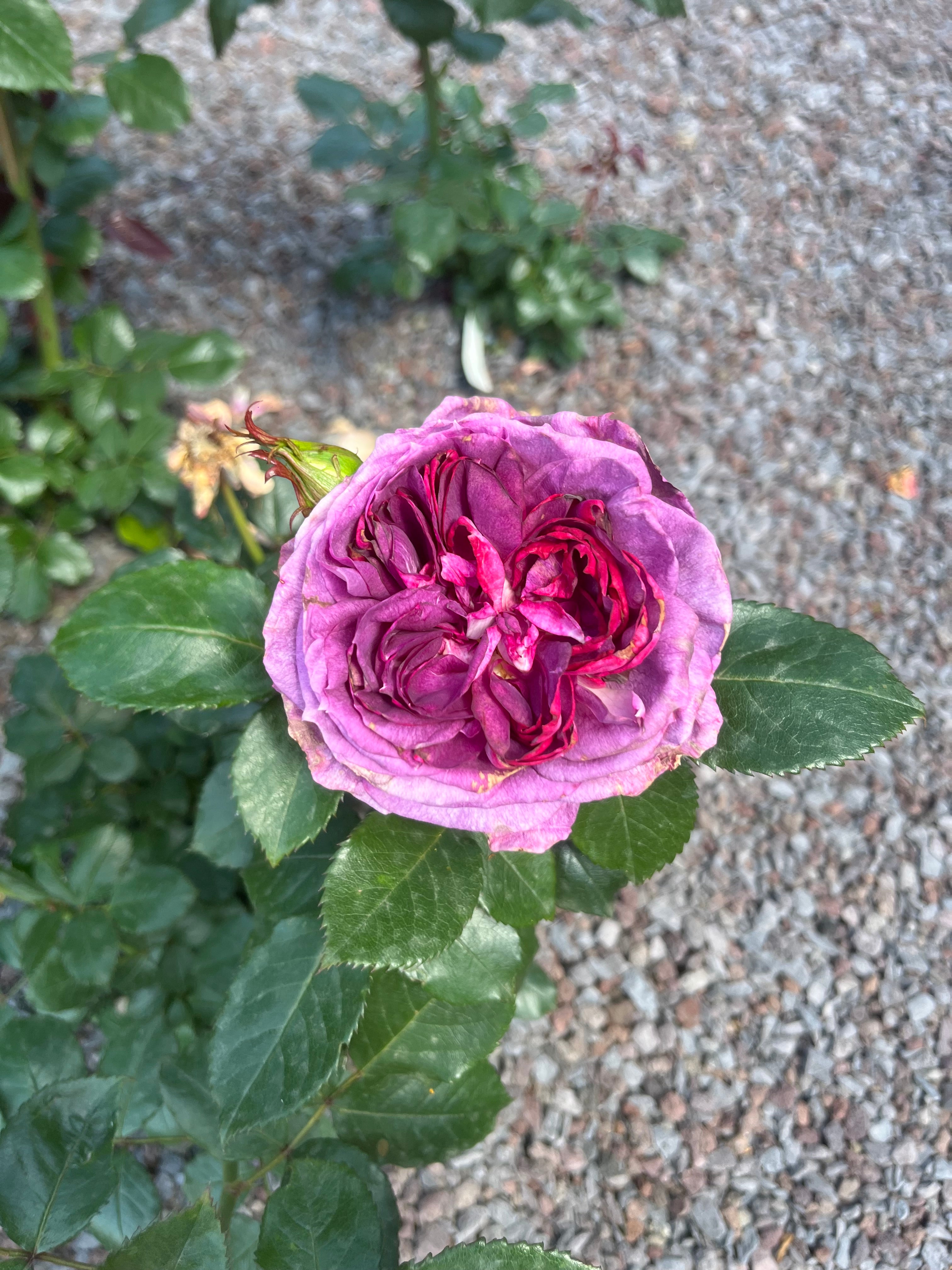 Floribunda Rózsa - Thierry Marx®