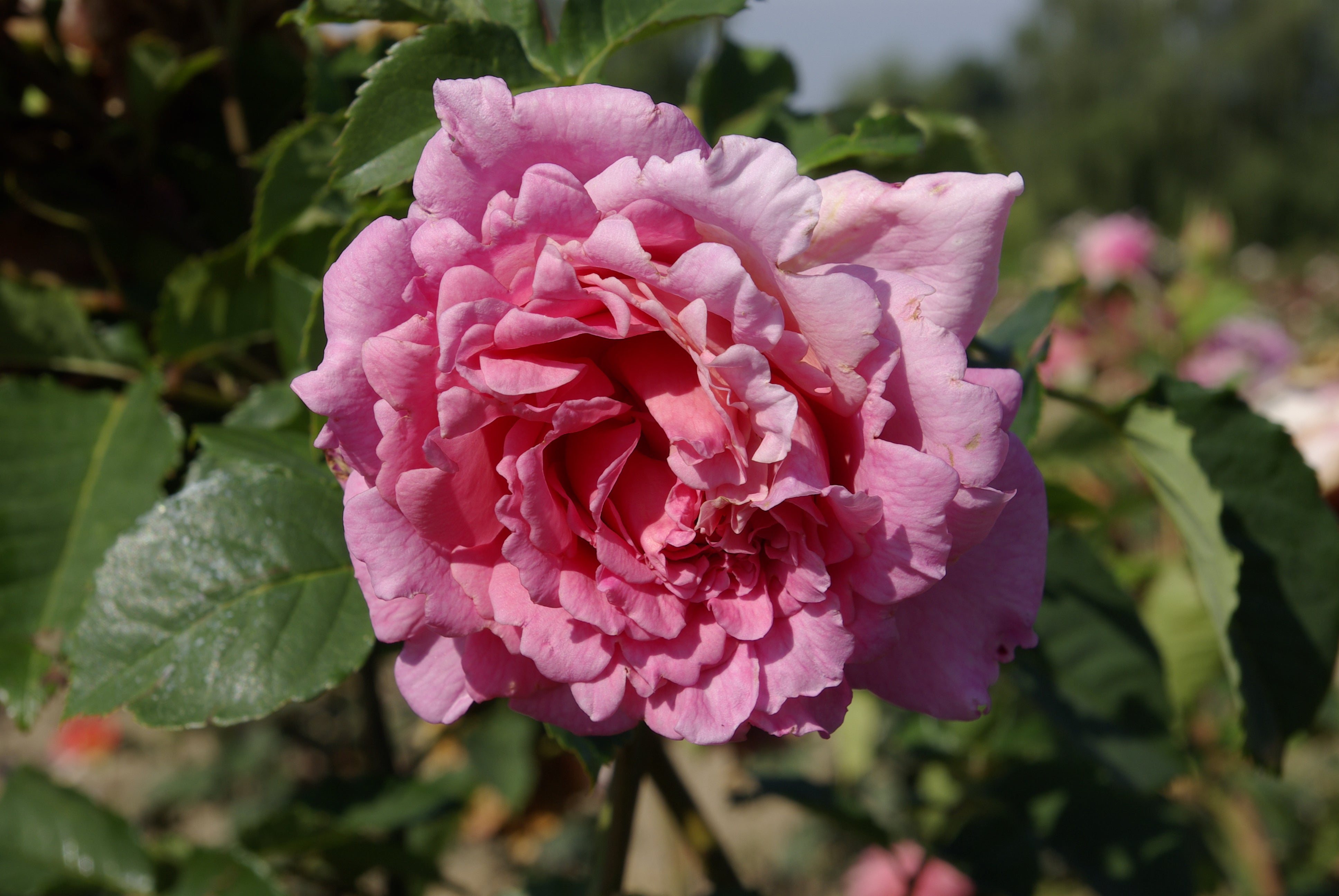Floribunda Rózsa - Bienvenue®