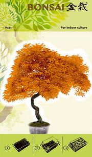 Bonsai Növesztőkészlet - Acer Oranje I