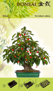 Bonsai Növesztőkészlet - Malus I