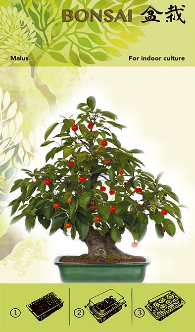 Bonsai Növesztőkészlet - Malus I